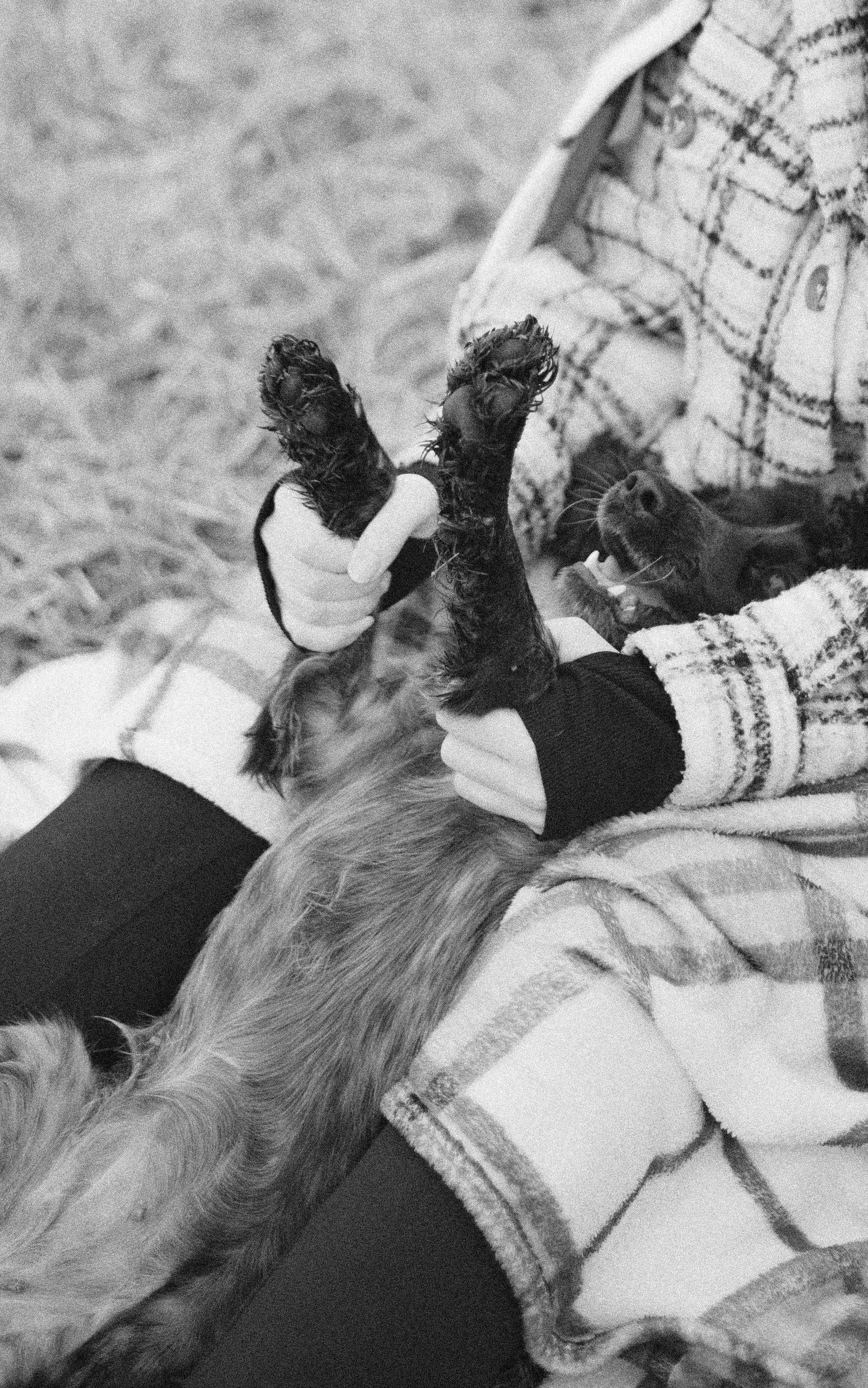 Вика и Ава. Фотограф-анималист Богданова Полина