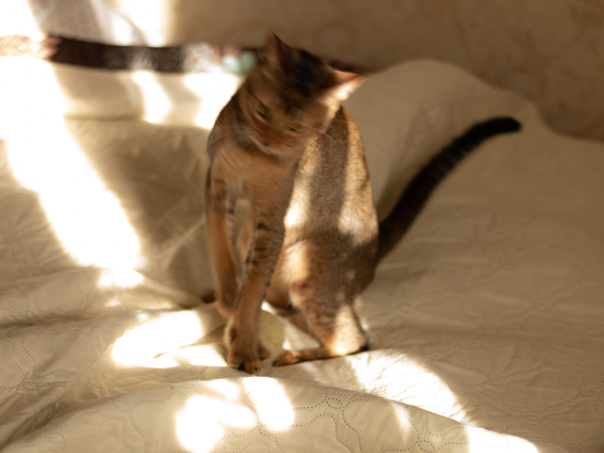 Мой котик. Фотограф в Сочи