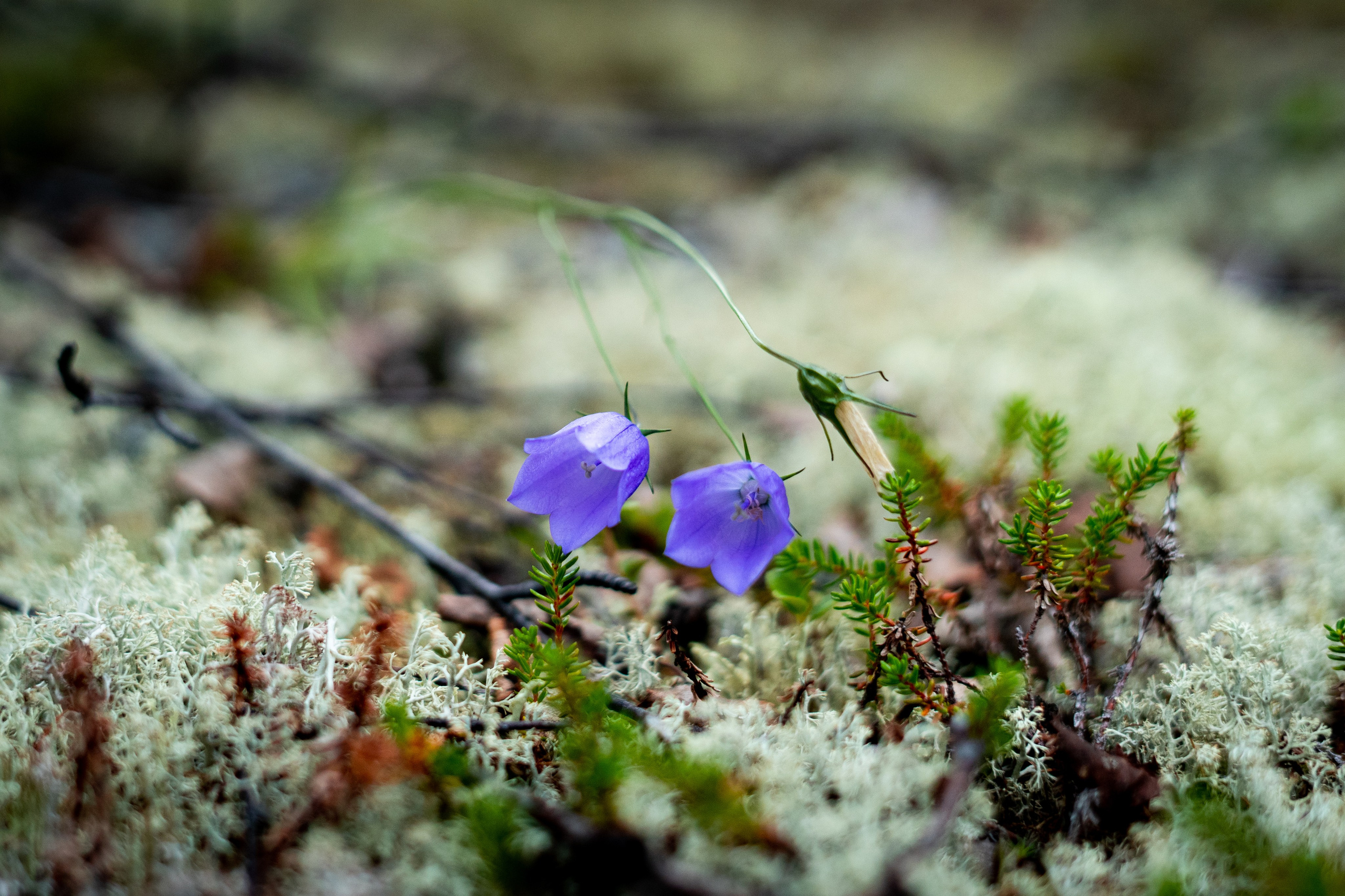 Лето в тундре. Фотограф Екатерина Зорина