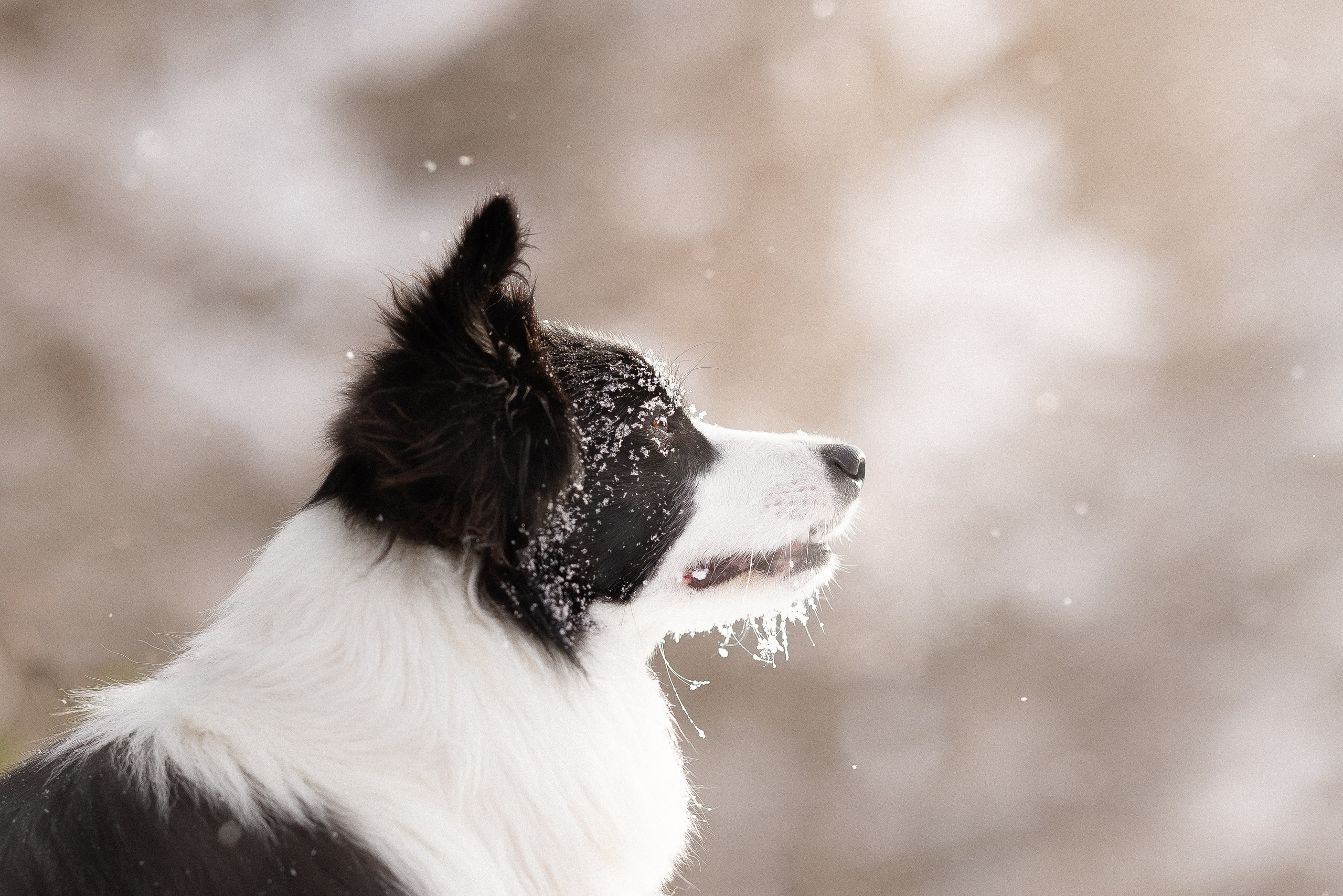 Лилия, Алексей и Ариана. Фотограф и видеограф анималист Аганина Дарья