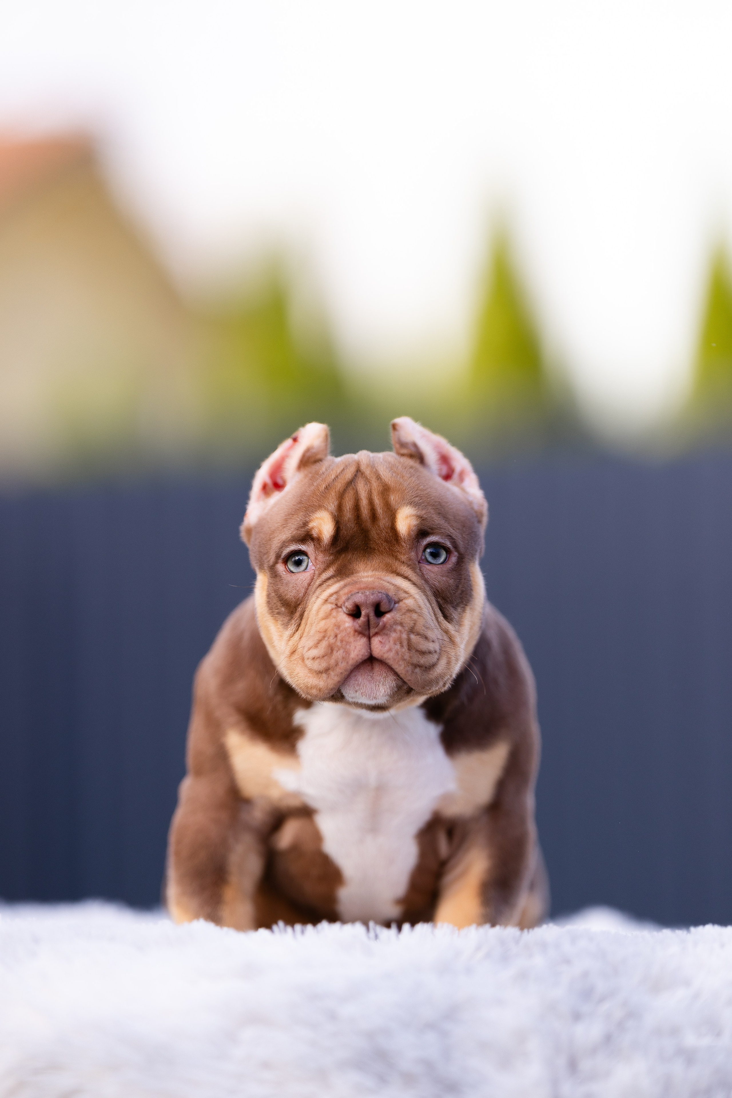 Булли. Фотограф и видеограф анималист Аганина Дарья