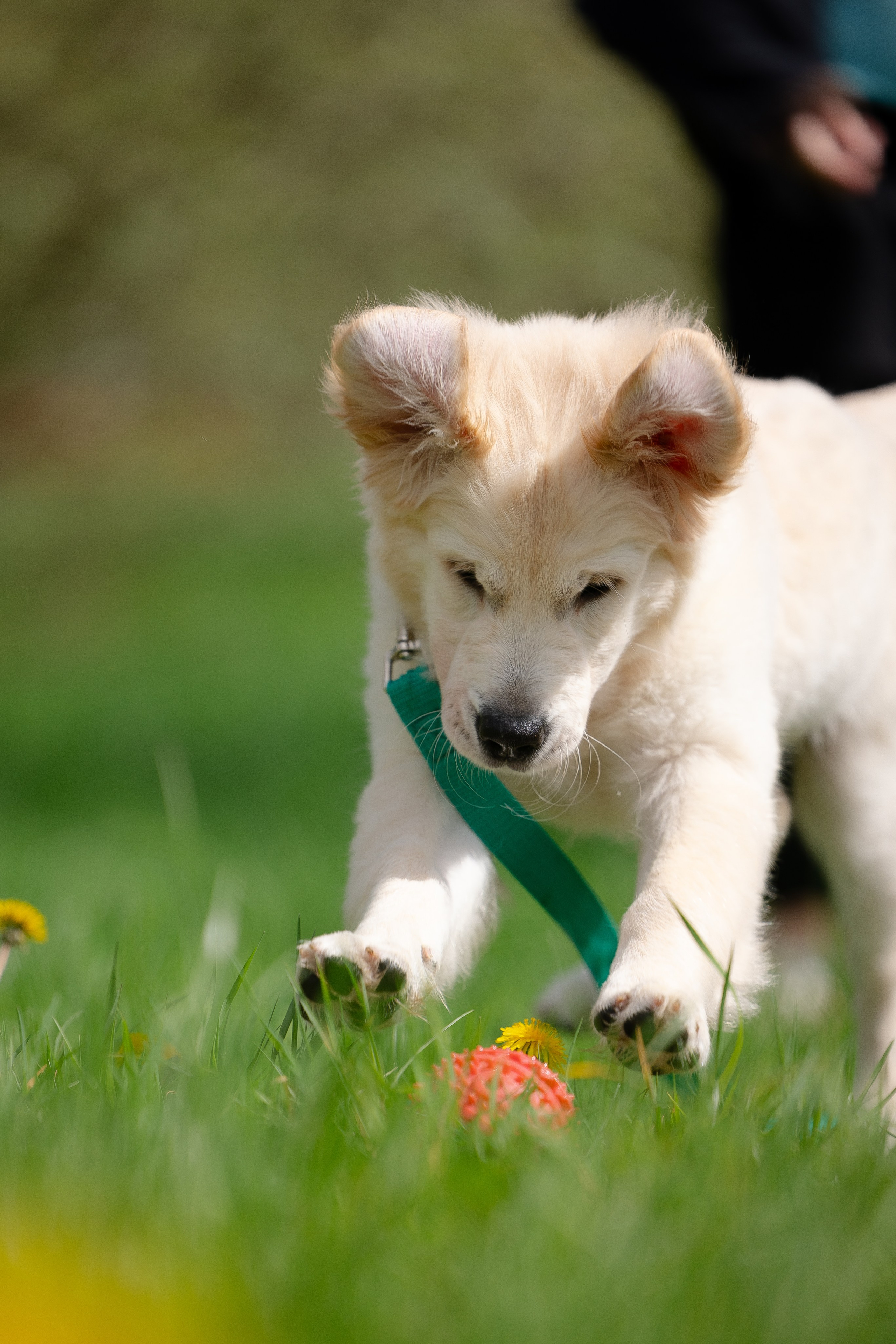 Голден ретривер. Фотограф и видеограф анималист Аганина Дарья
