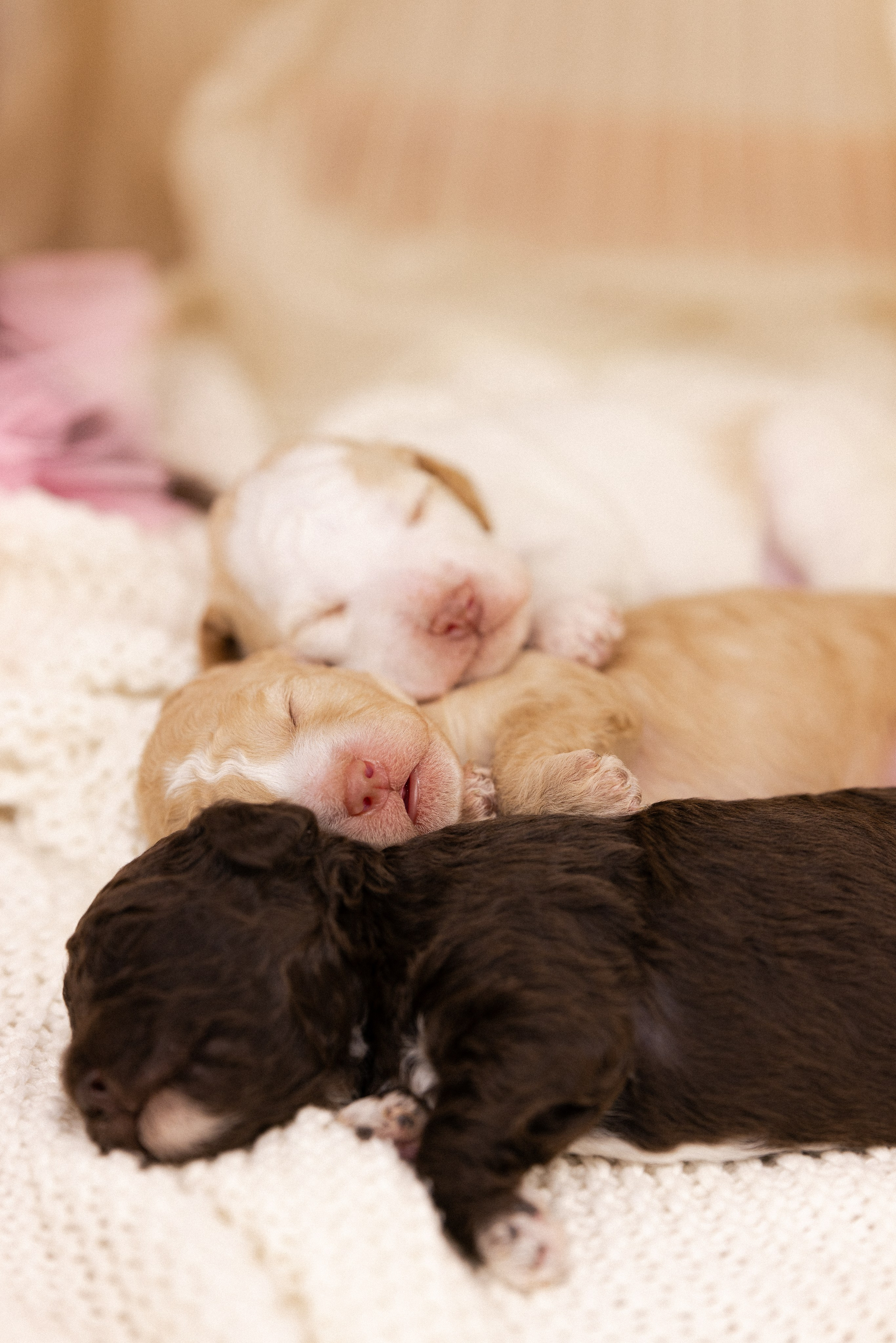 Лаготто Романьоло. Фотограф и видеограф анималист Аганина Дарья