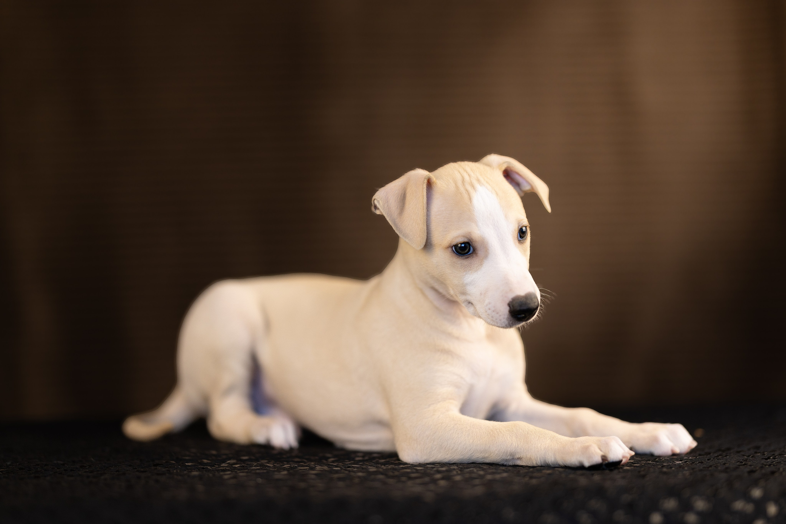 Уиппет. Фотограф и видеограф анималист Аганина Дарья