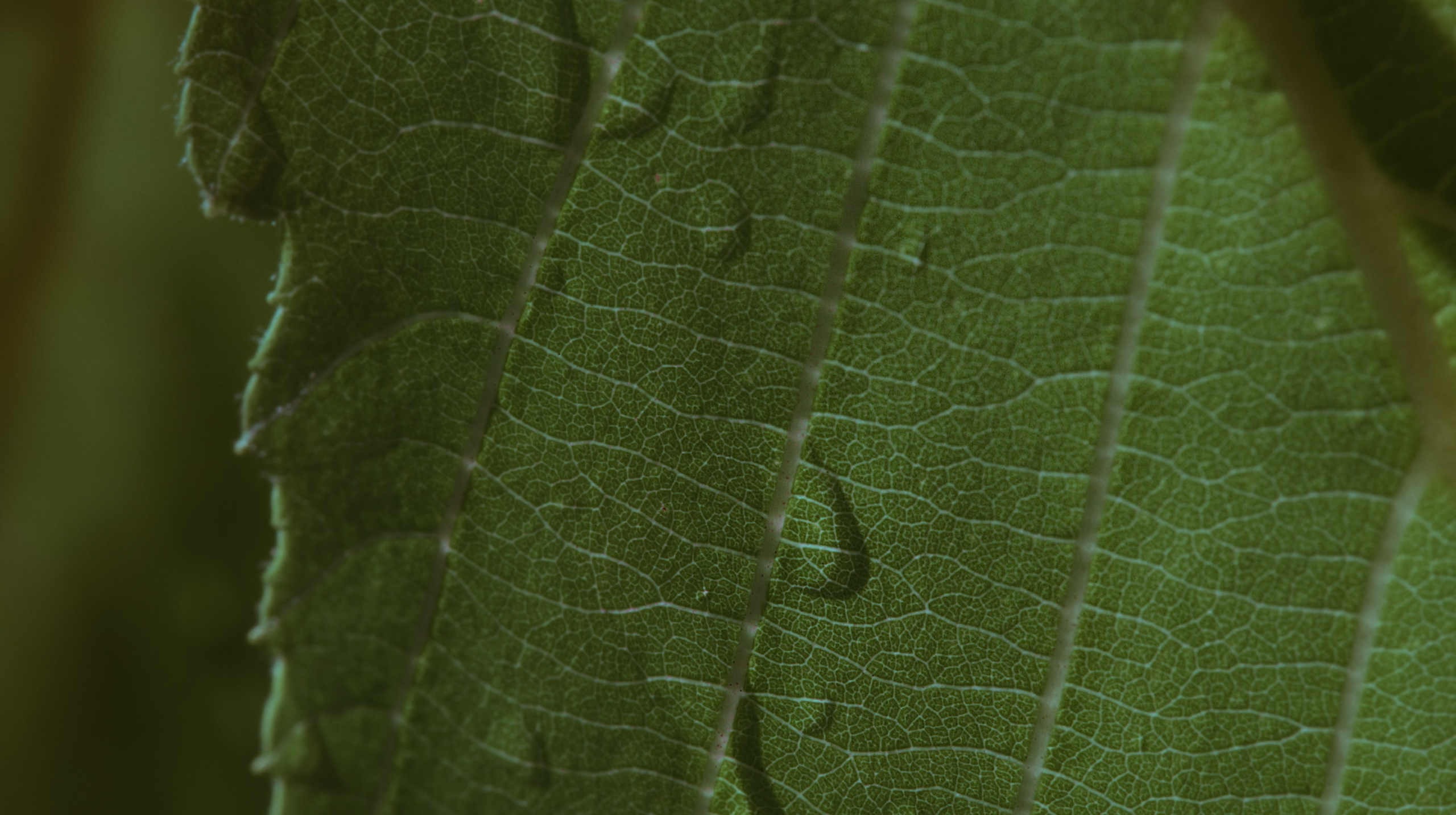 The limits of the world. Tokcolor