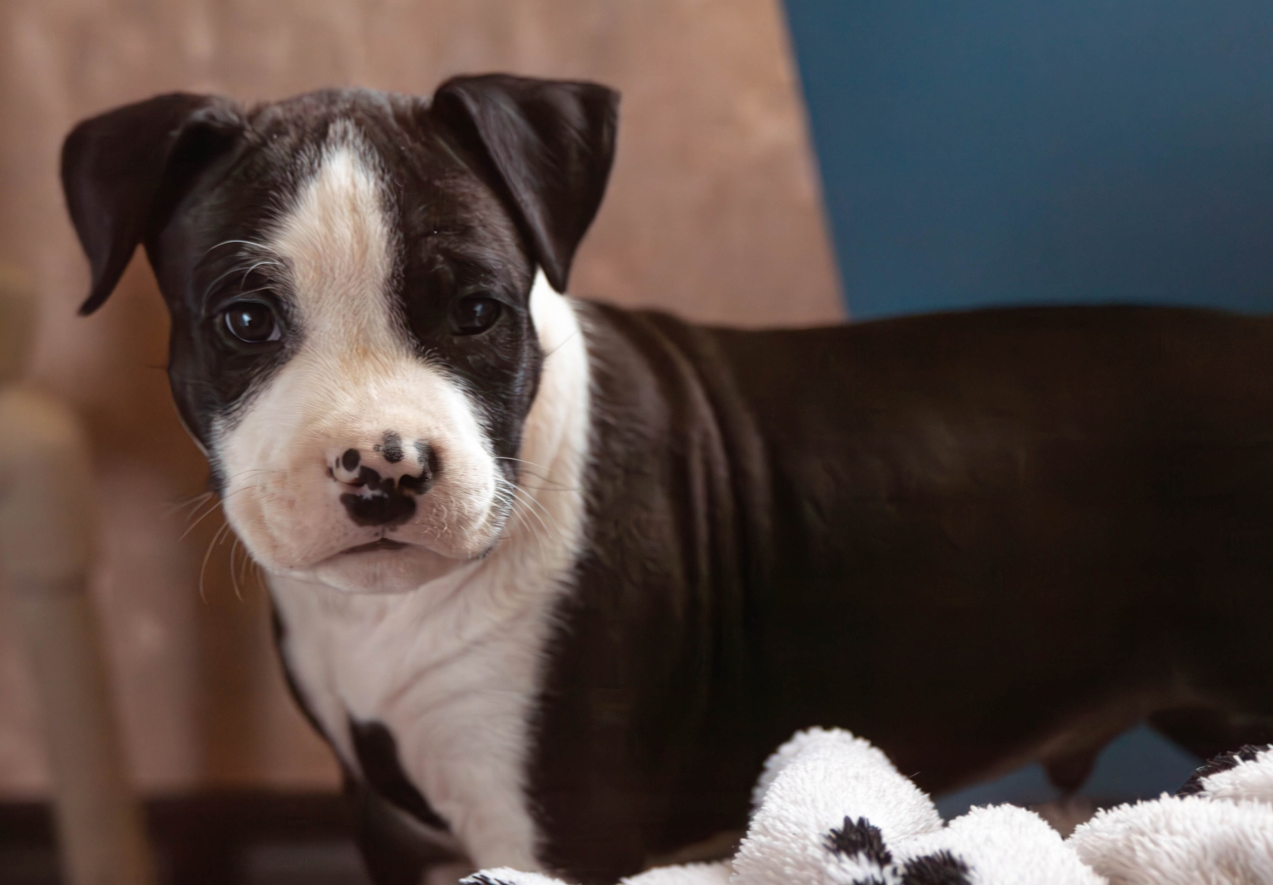 Фотосессия щенков от 7-и дней в стиле ньюборн. Фотограф анималист — Тула, Москва