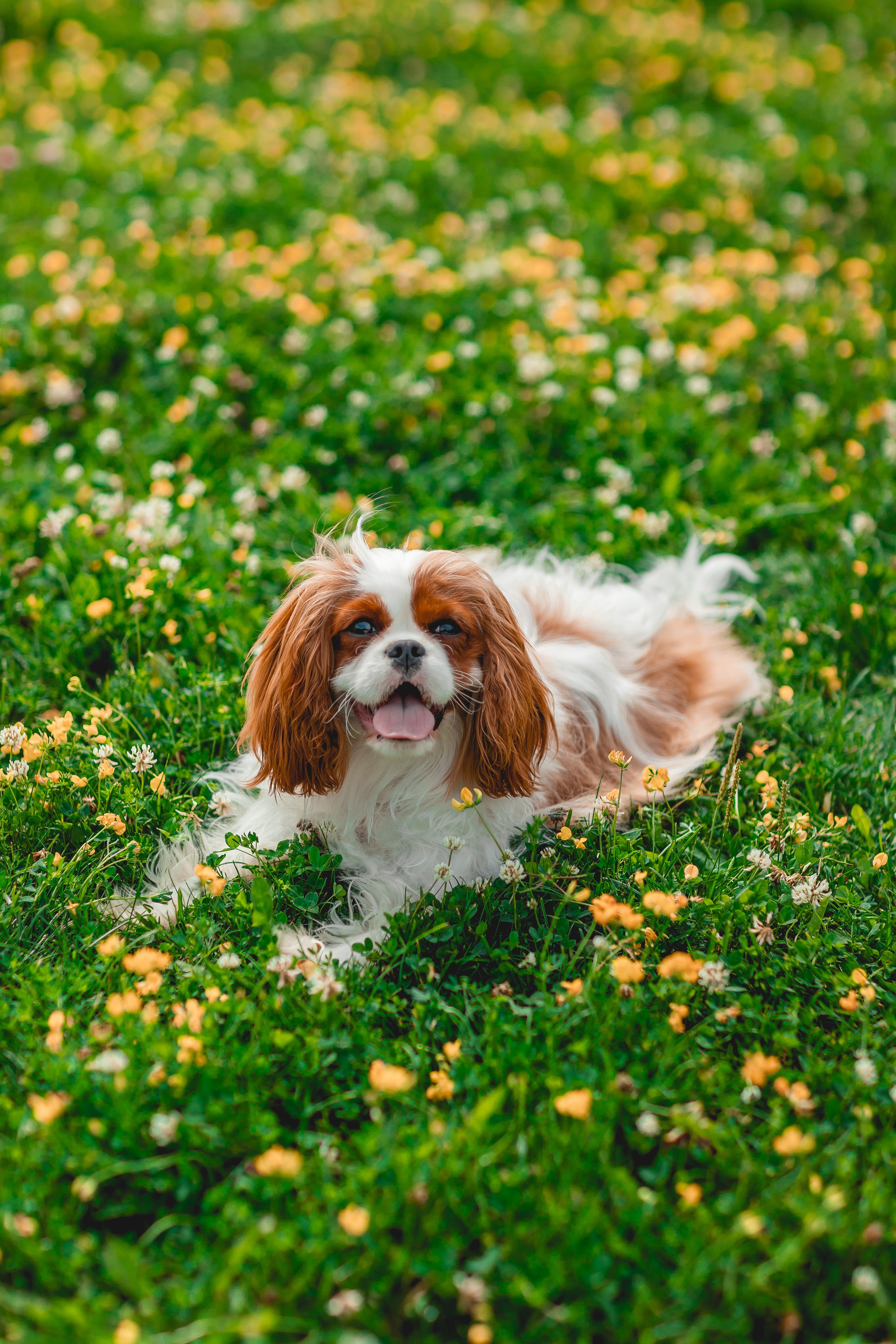 Ольга и семья. Семейный фотограф анималист Мария Крючкова