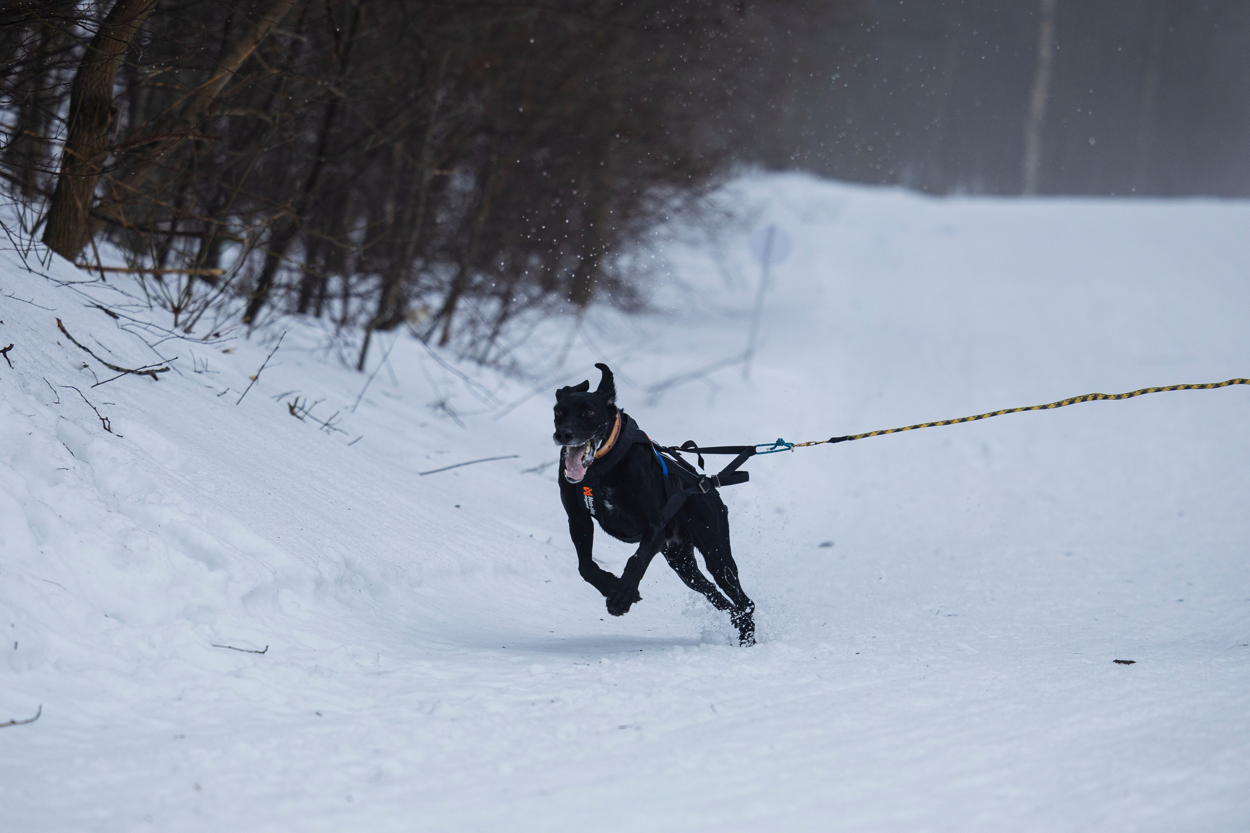 Зимний Чемпионат Санкт-Петербурга по ездовому спорту. Фотограф-анималист Анна Маринич