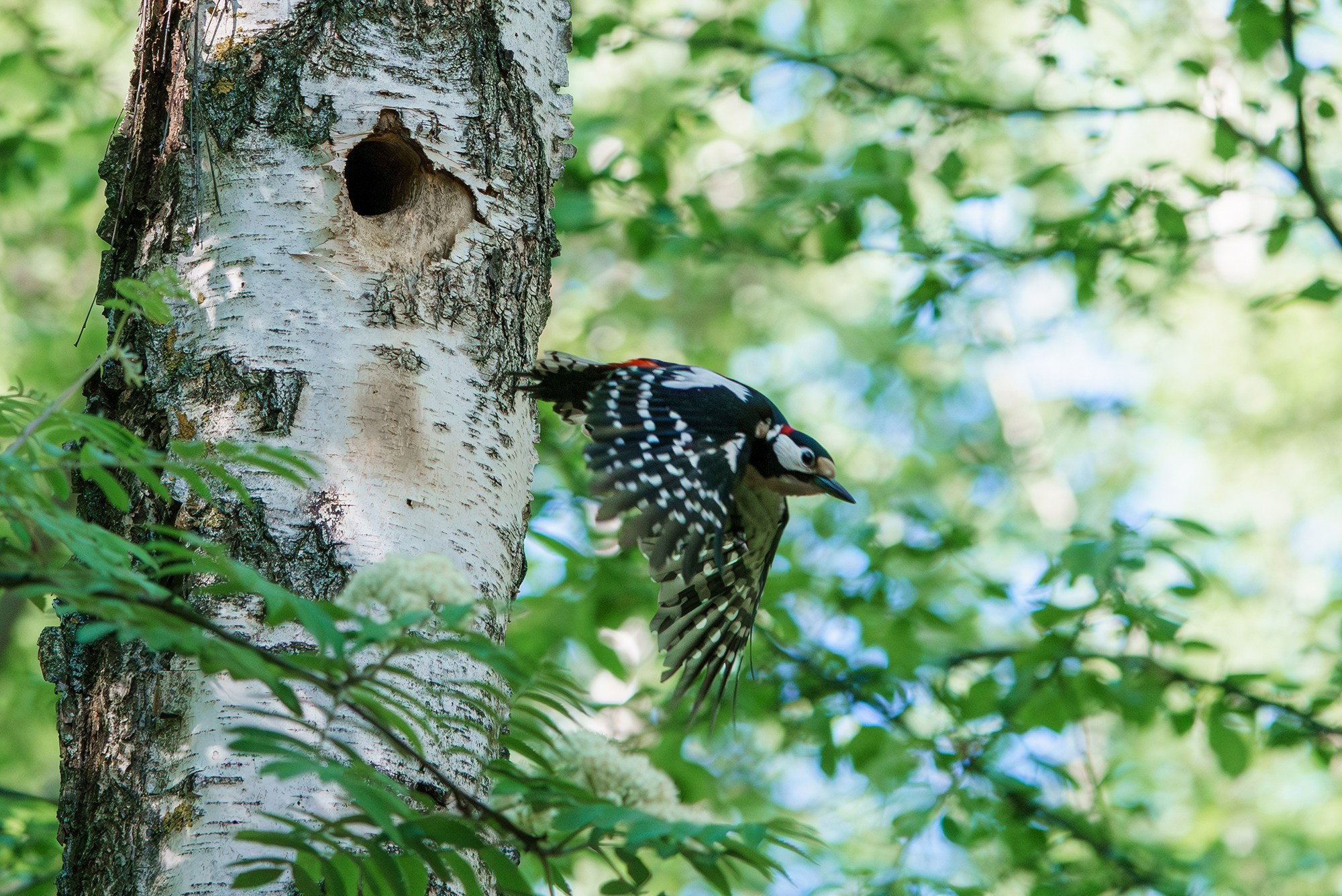 Удивительные мир птиц. Вокруг нас столько прекрасного — присмотритесь!. Ваш личный фотограф Марина Волкова