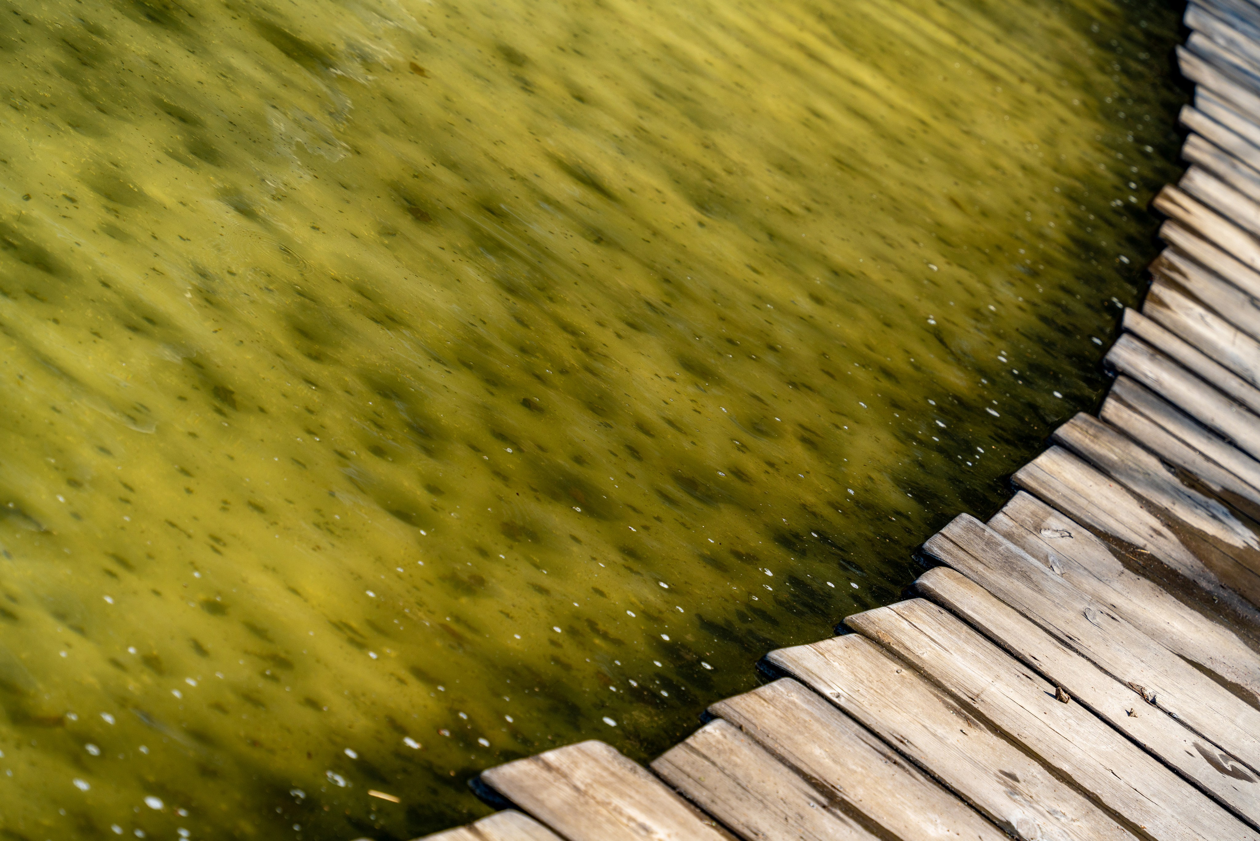 Мещерский парк. ПОБУДЬ ЗДЕСЬ И ЦЕЛЕЕ БУДЕТ ЭТОТ МИР