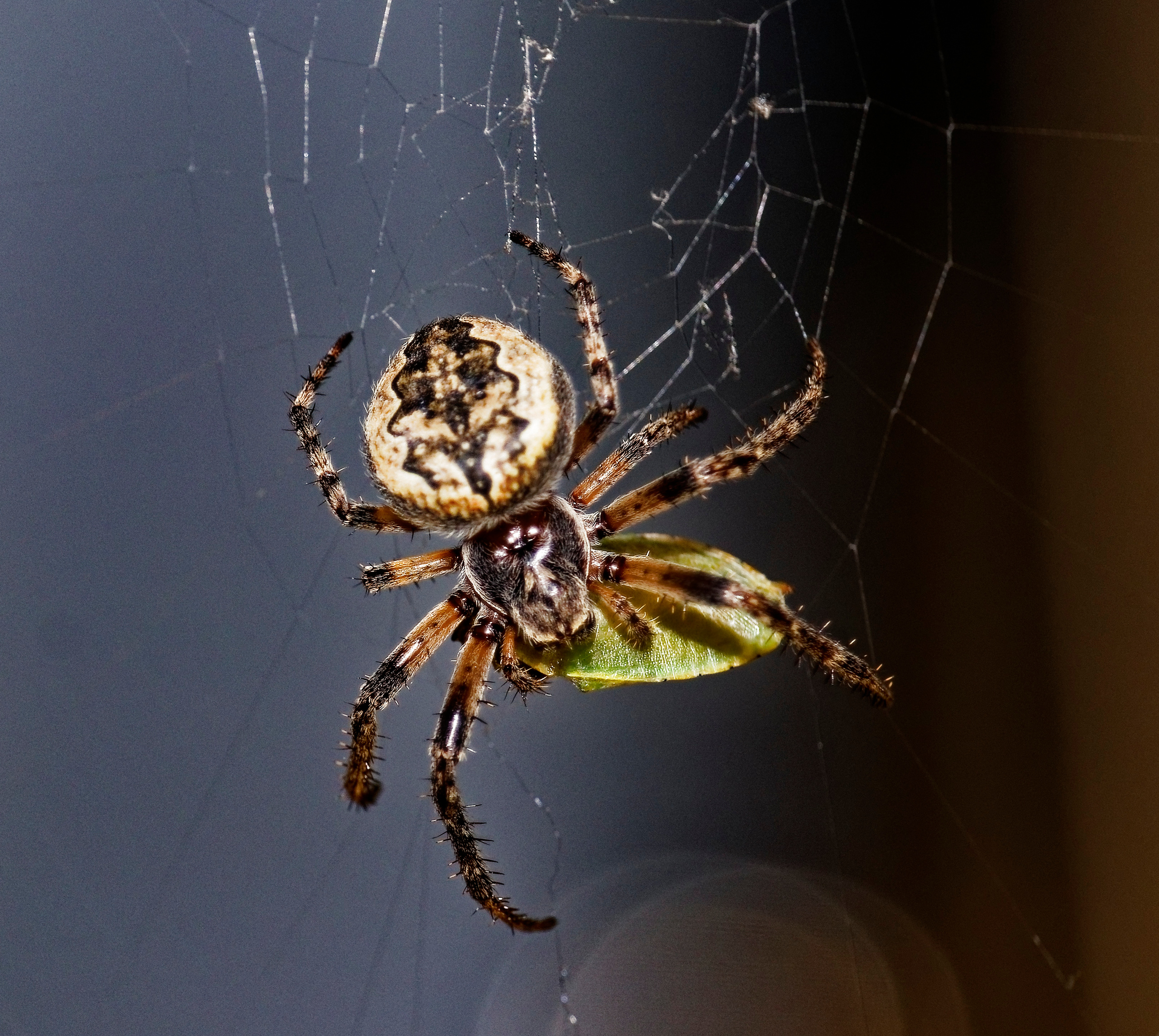 Насекомые МАКРО. Фотограф Владимир Роля