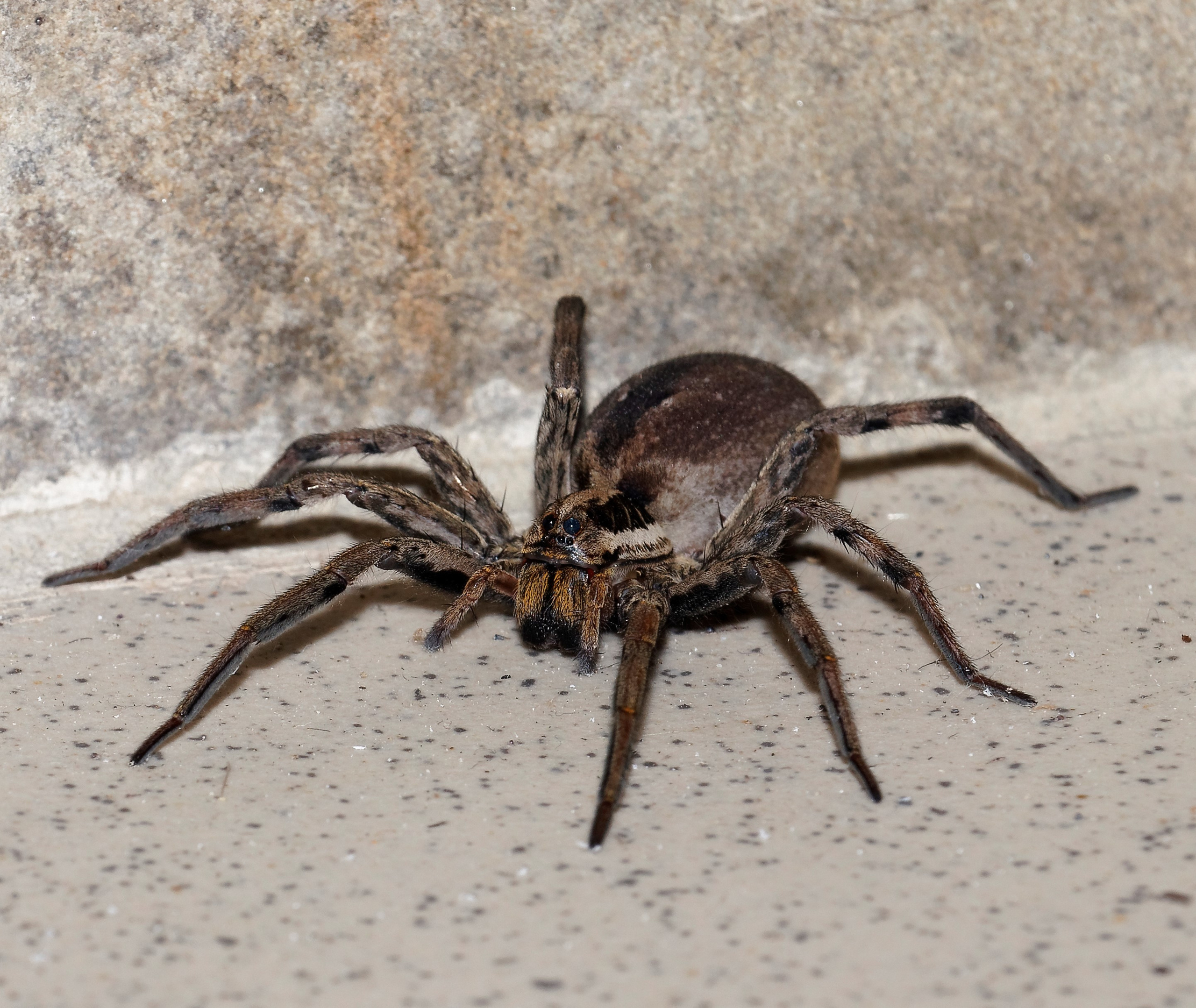 Насекомые МАКРО. Фотограф Владимир Роля