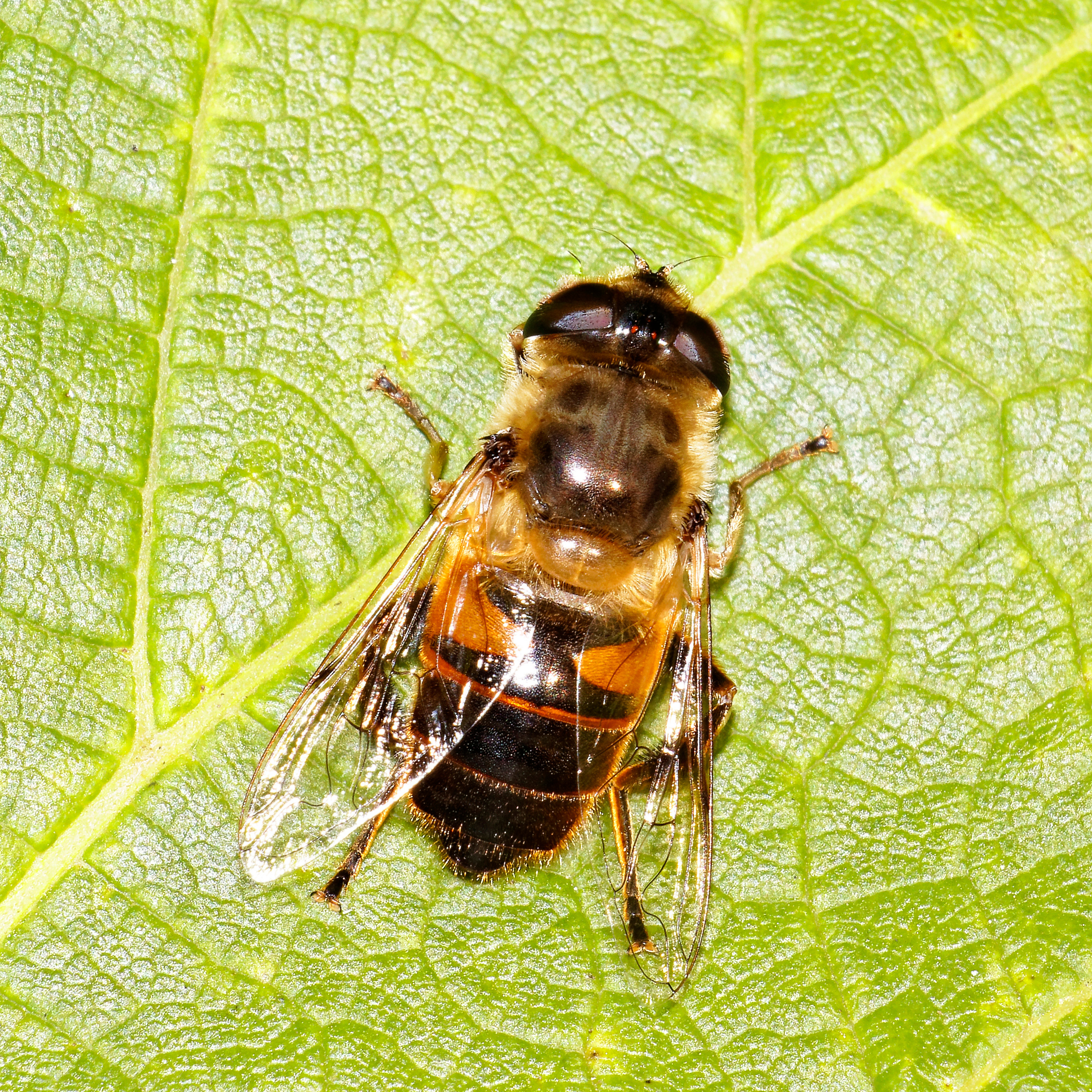 Насекомые МАКРО. Фотограф Владимир Роля