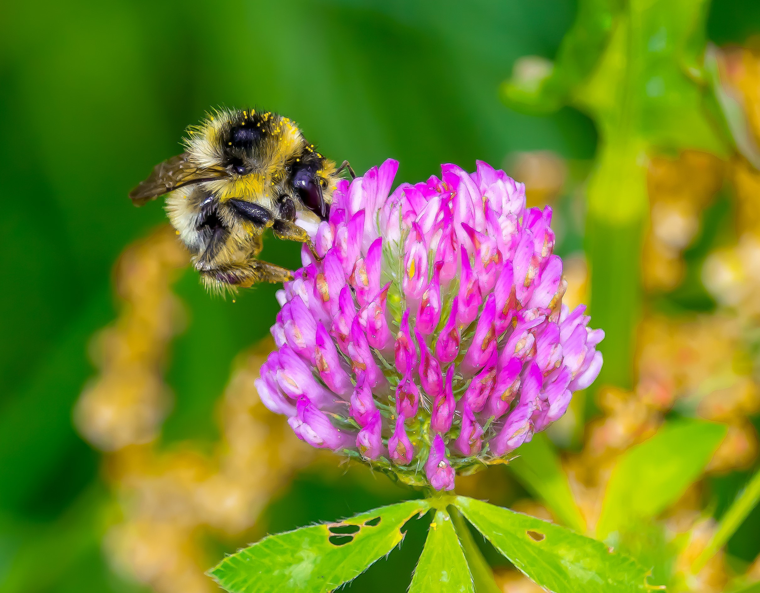 Насекомые МАКРО. Фотограф Владимир Роля