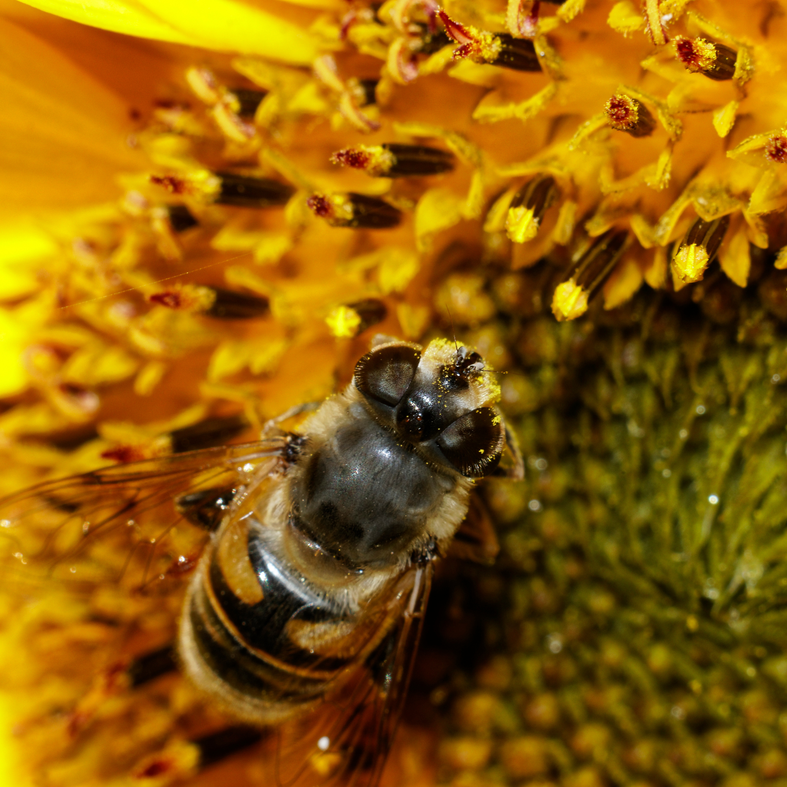Насекомые МАКРО. Фотограф Владимир Роля
