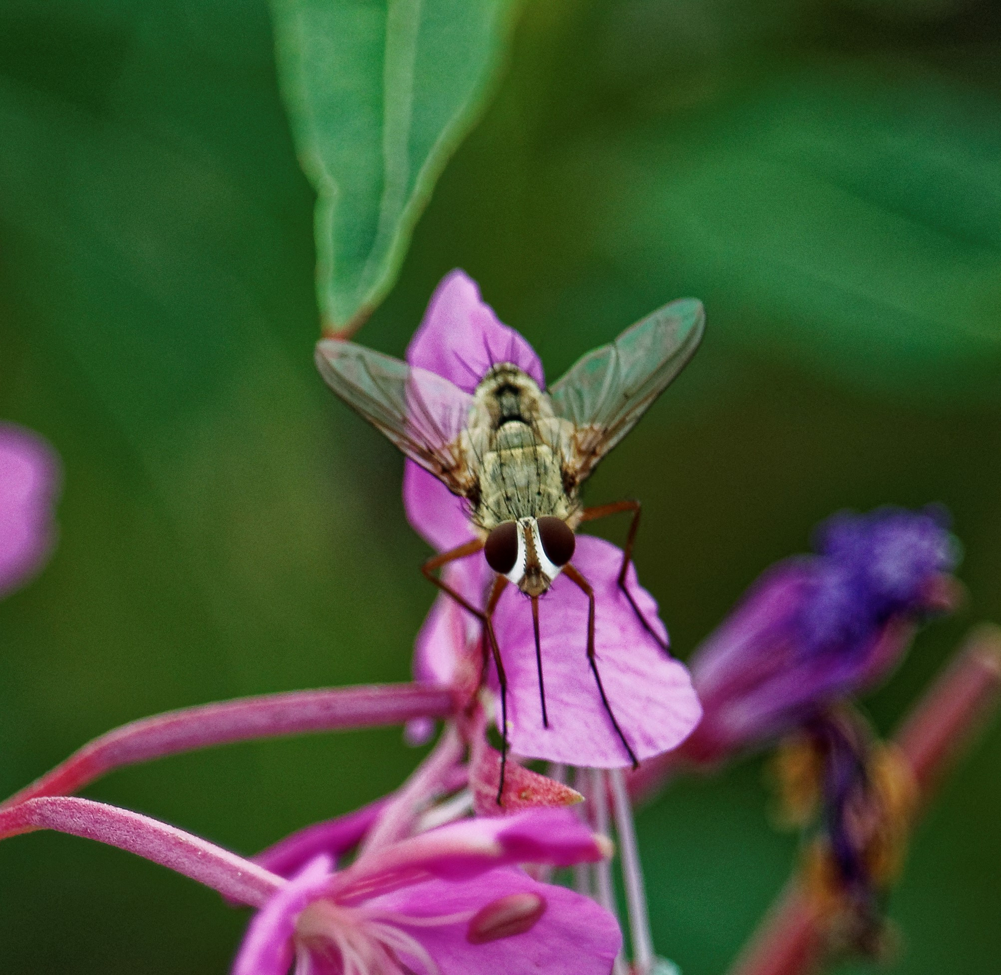 Насекомые МАКРО. Фотограф Владимир Роля