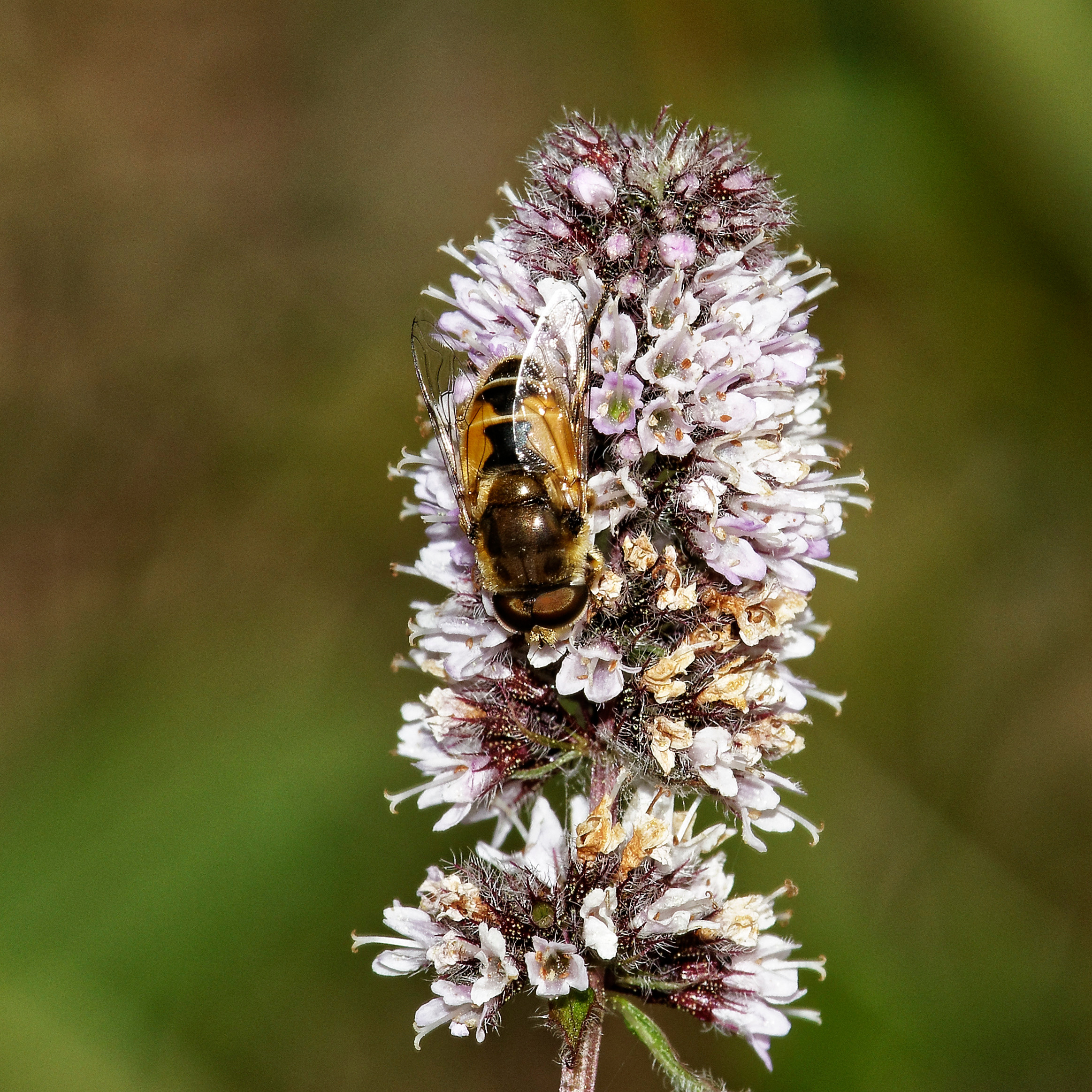 Насекомые МАКРО. Фотограф Владимир Роля