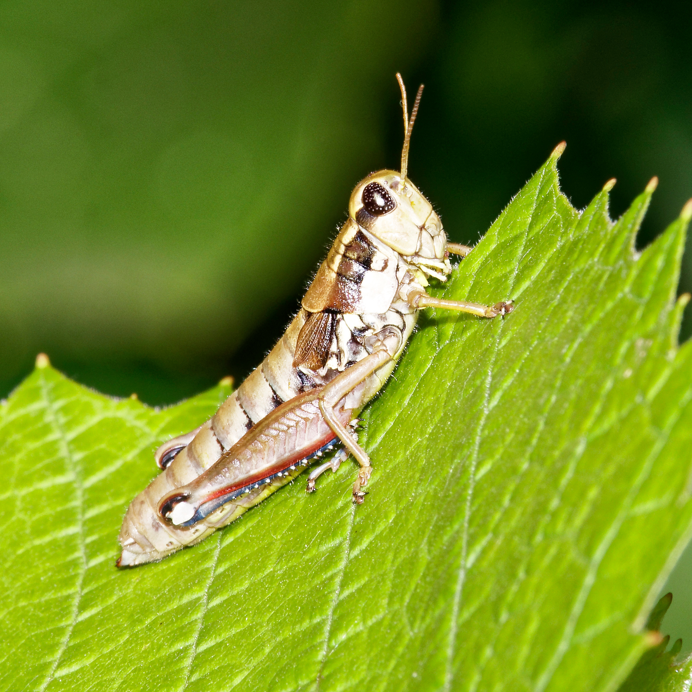 Насекомые МАКРО. Фотограф Владимир Роля