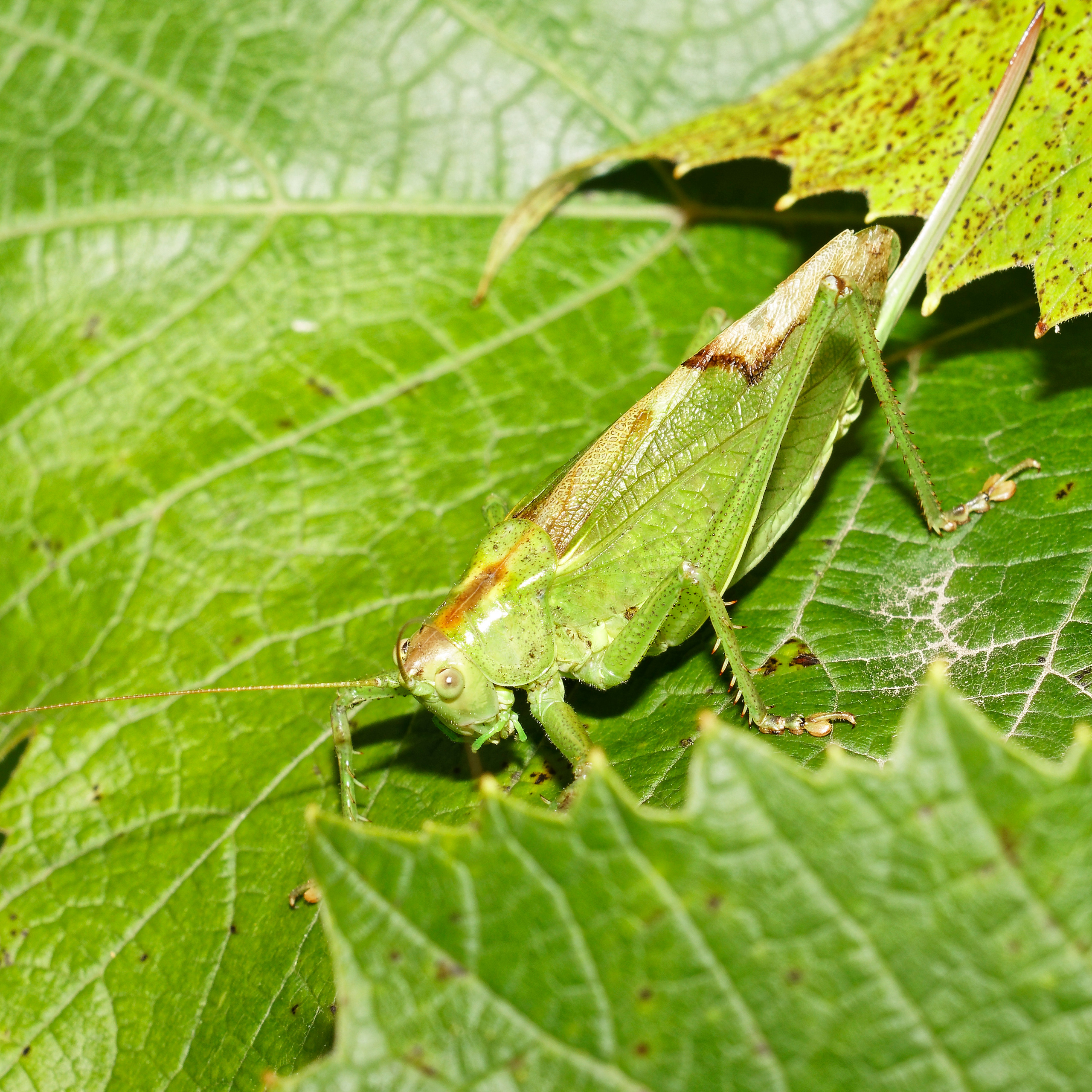 Насекомые МАКРО. Фотограф Владимир Роля