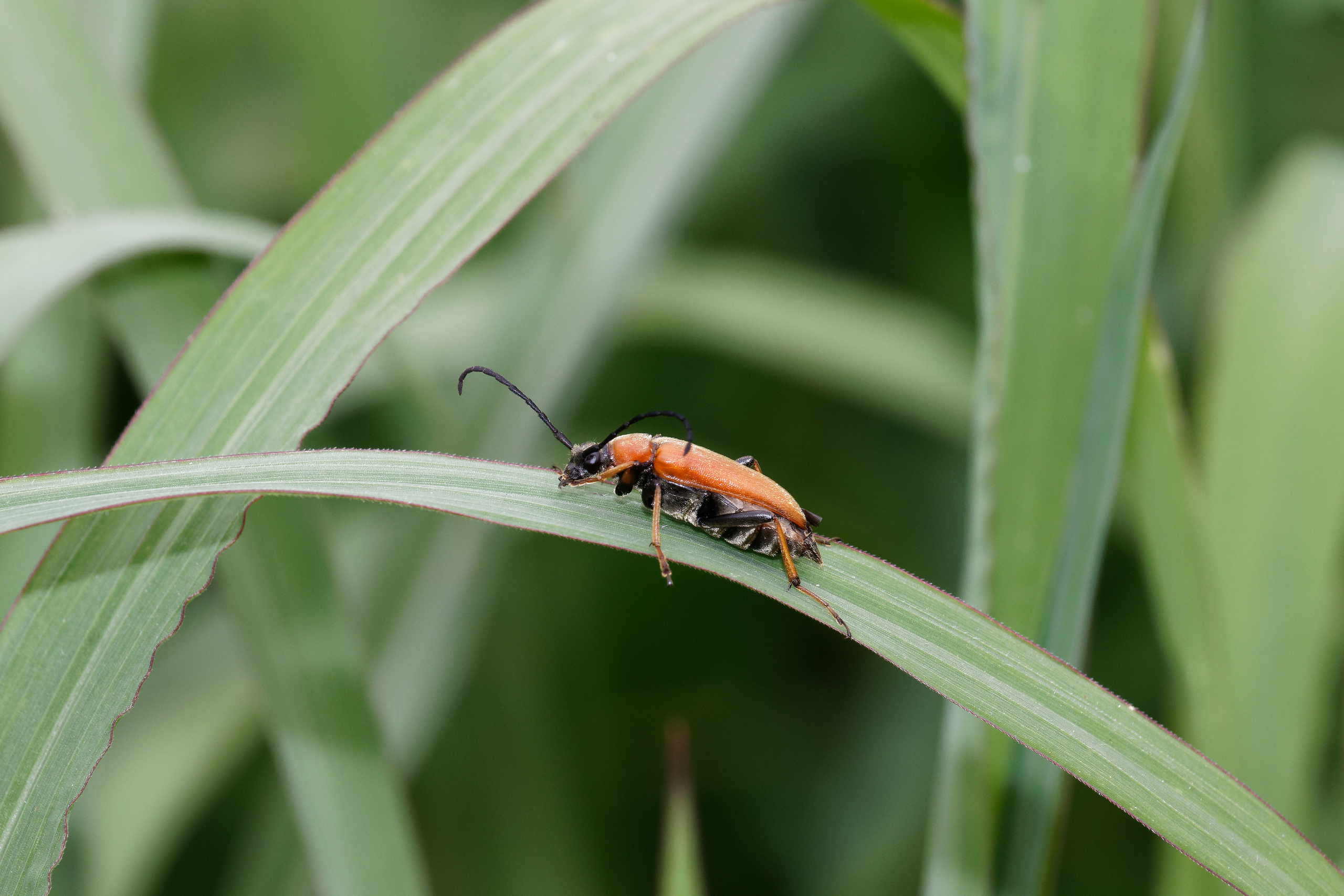Насекомые МАКРО. Фотограф Владимир Роля