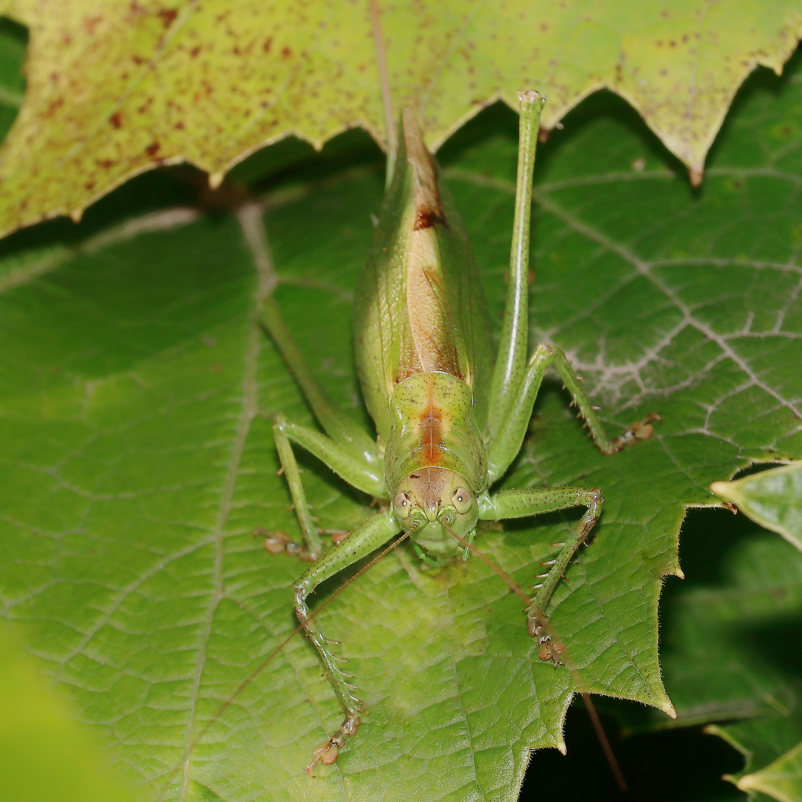 Насекомые МАКРО. Фотограф Владимир Роля