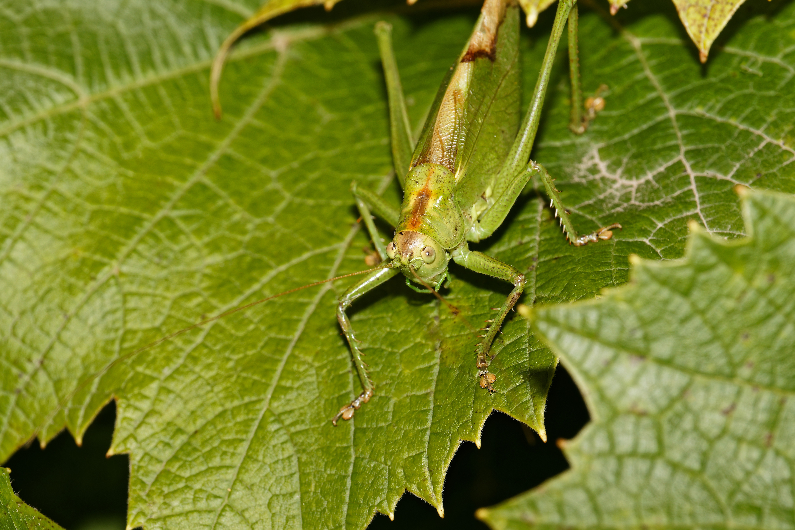 Насекомые МАКРО. Фотограф Владимир Роля