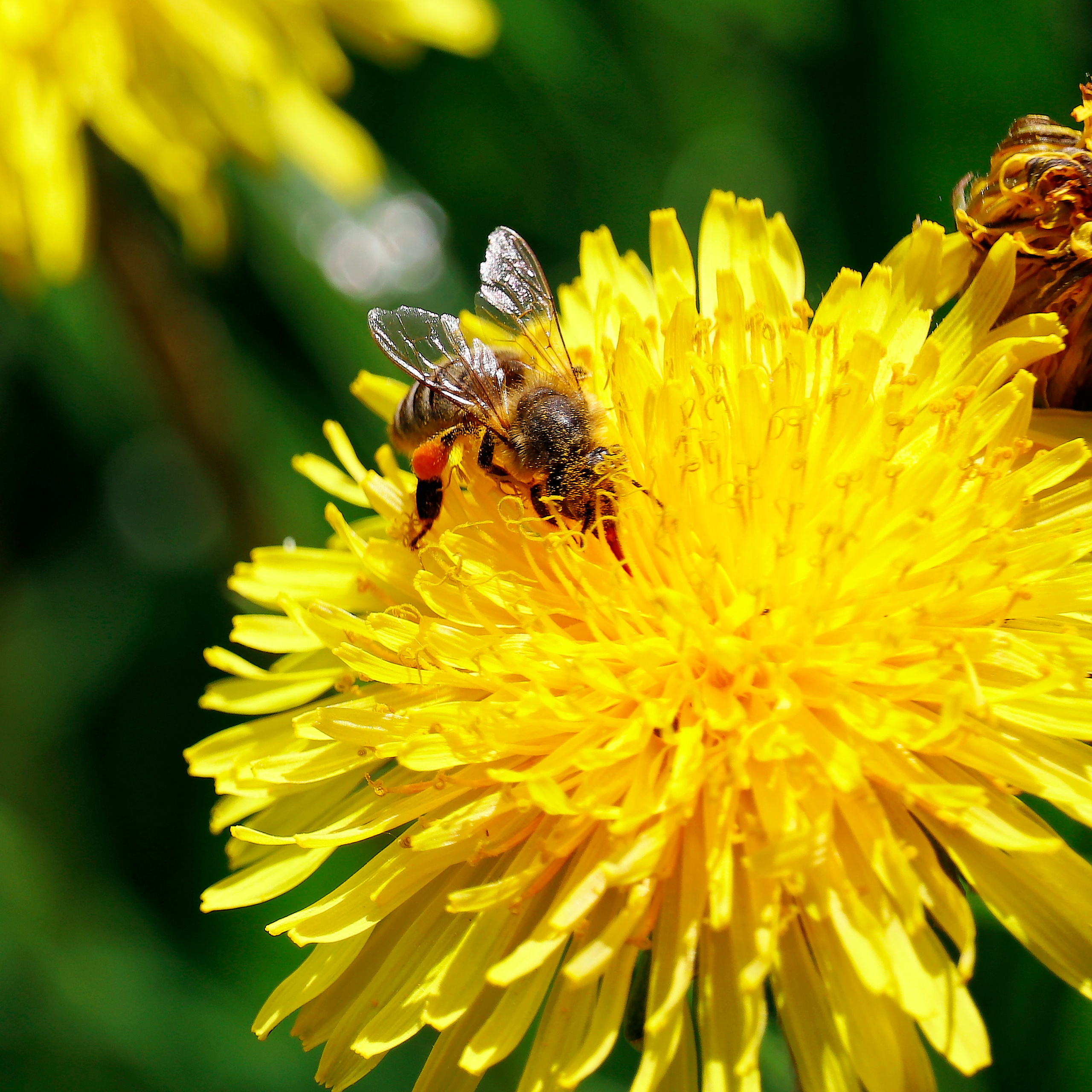 Насекомые МАКРО. Фотограф Владимир Роля