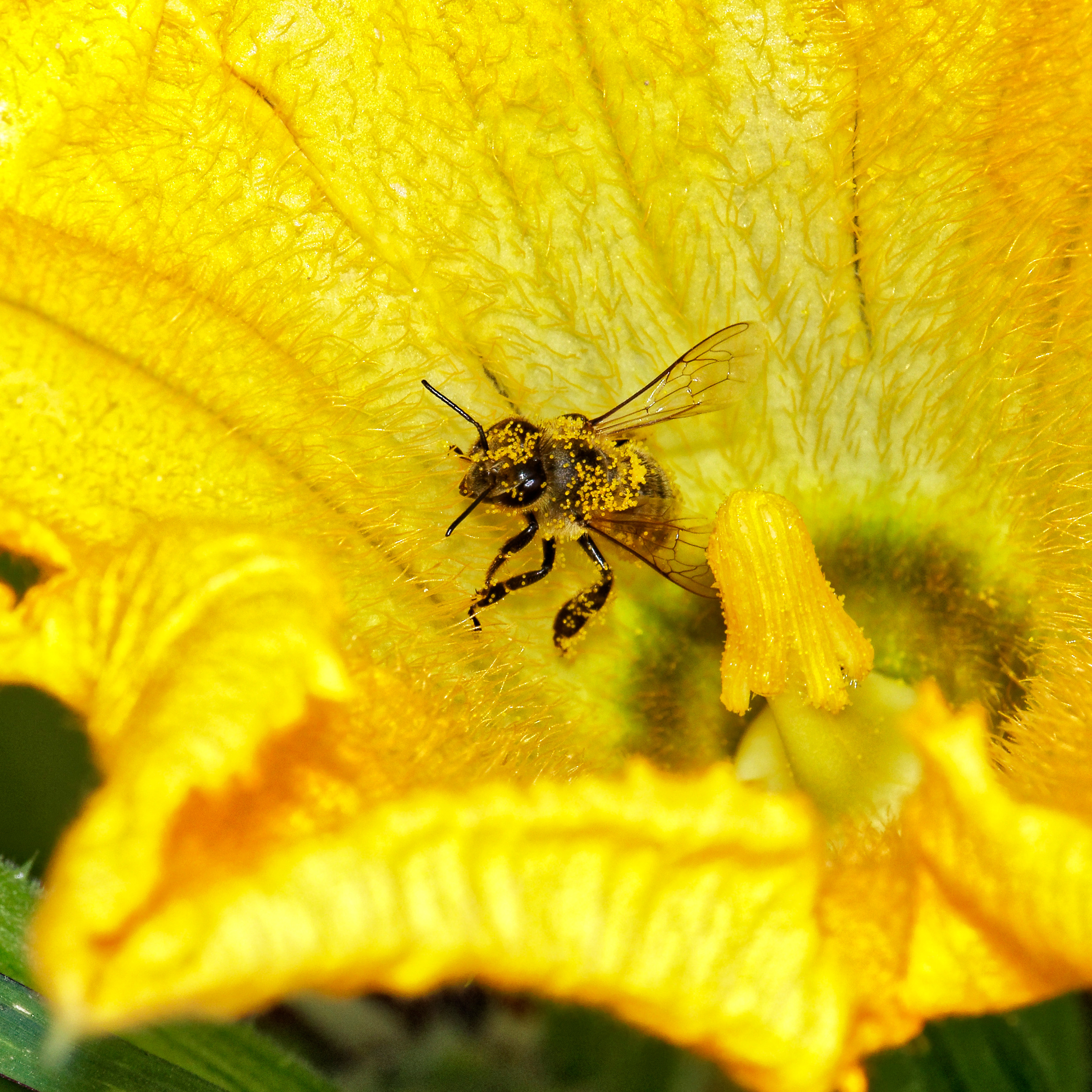 Насекомые МАКРО. Фотограф Владимир Роля