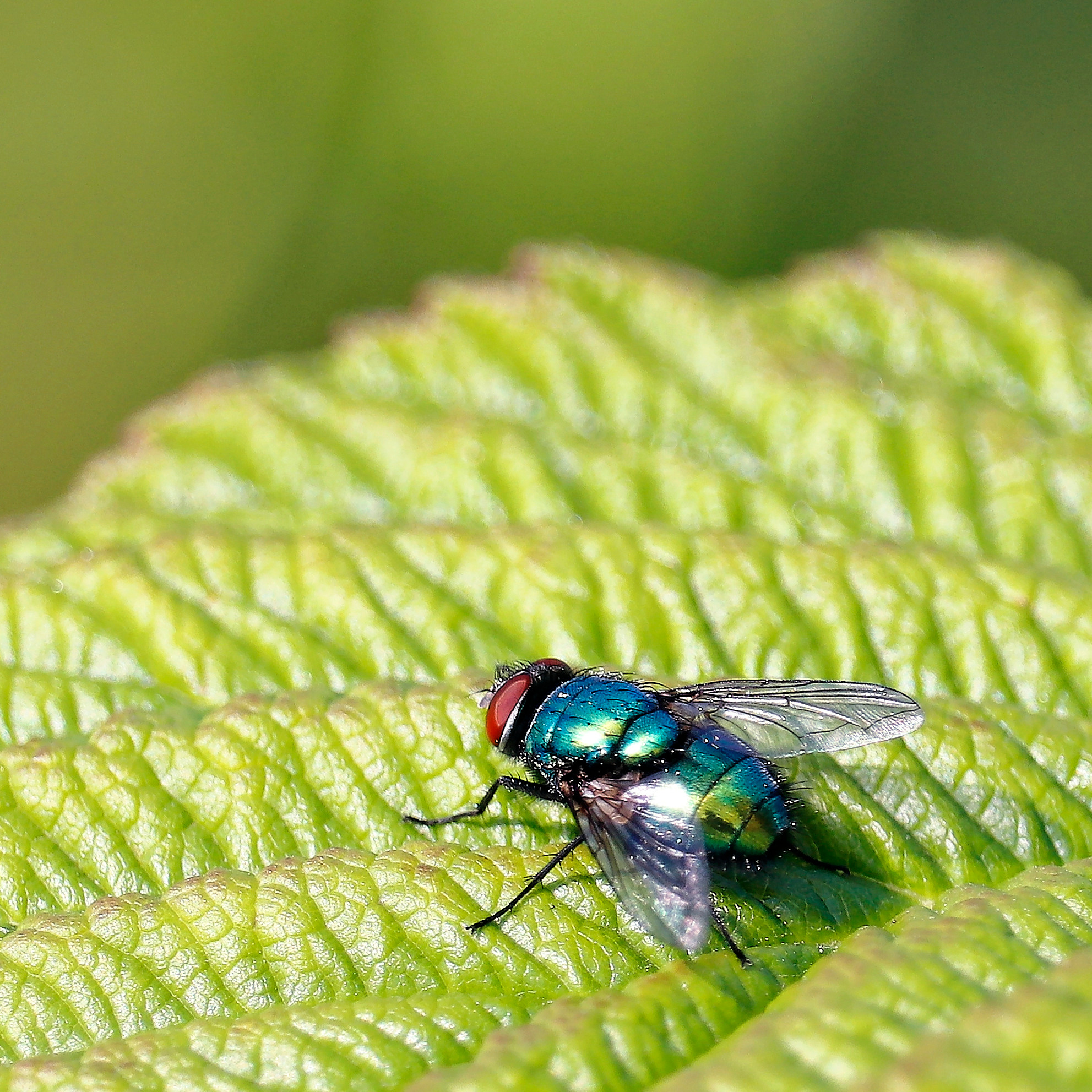 Насекомые МАКРО. Фотограф Владимир Роля