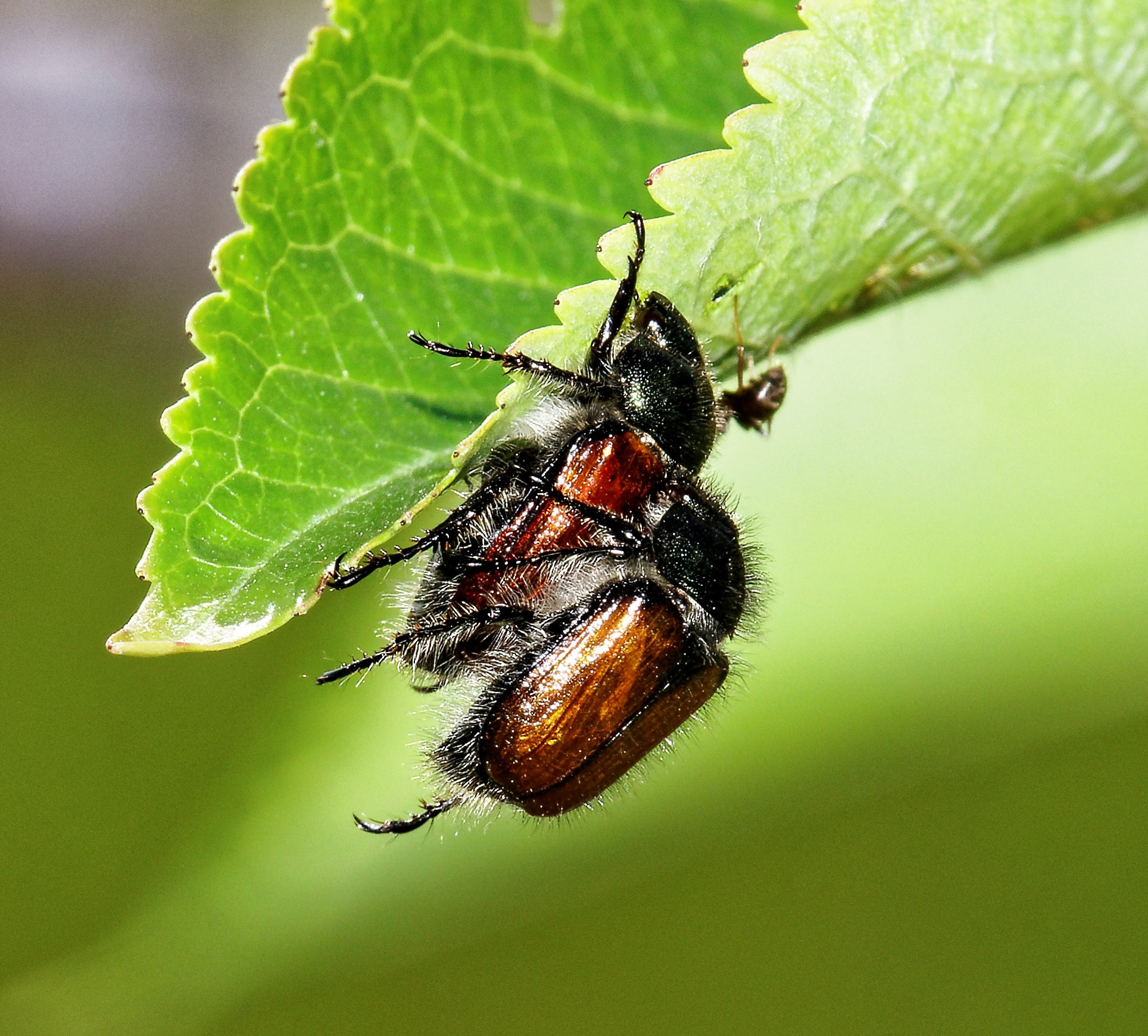 Насекомые МАКРО. Фотограф Владимир Роля