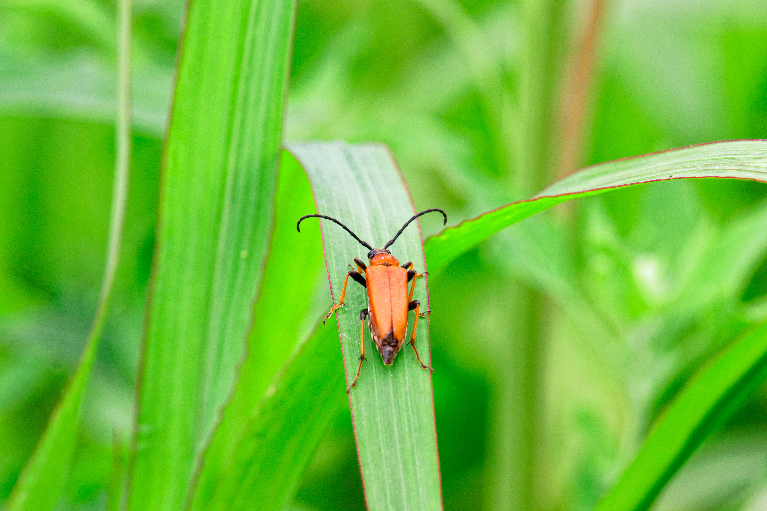 Насекомые МАКРО. Фотограф Владимир Роля