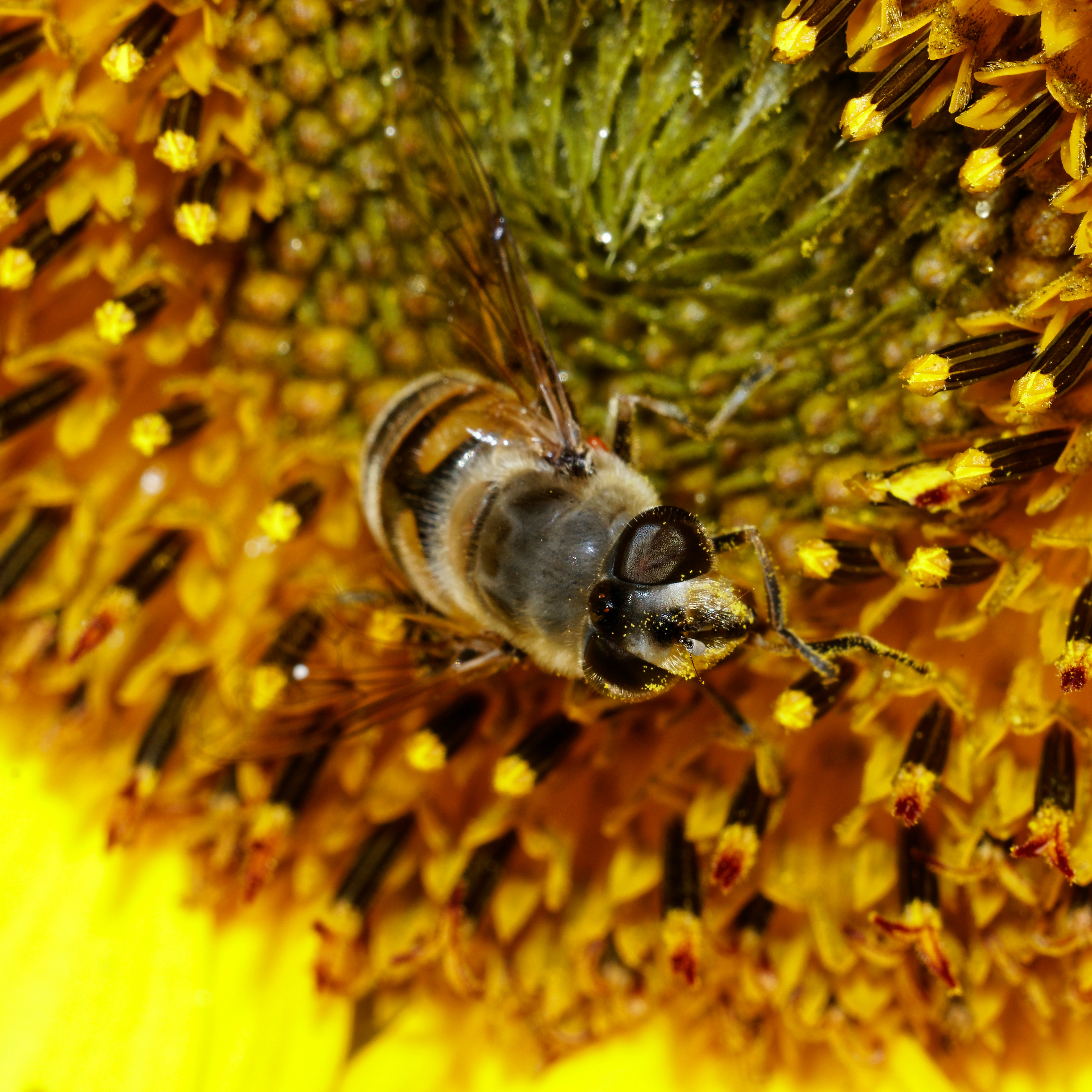 Насекомые МАКРО. Фотограф Владимир Роля