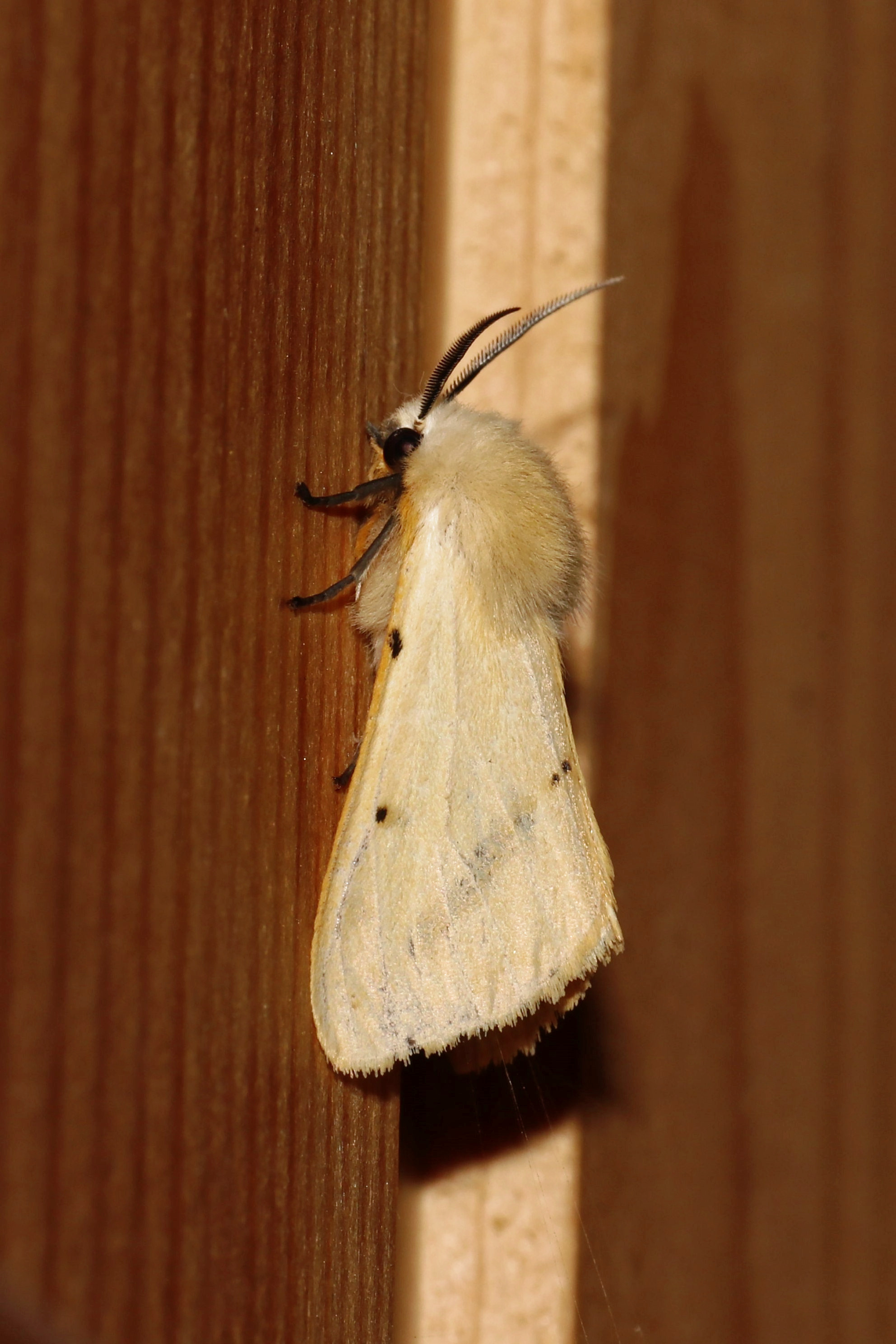 Насекомые МАКРО. Фотограф Владимир Роля