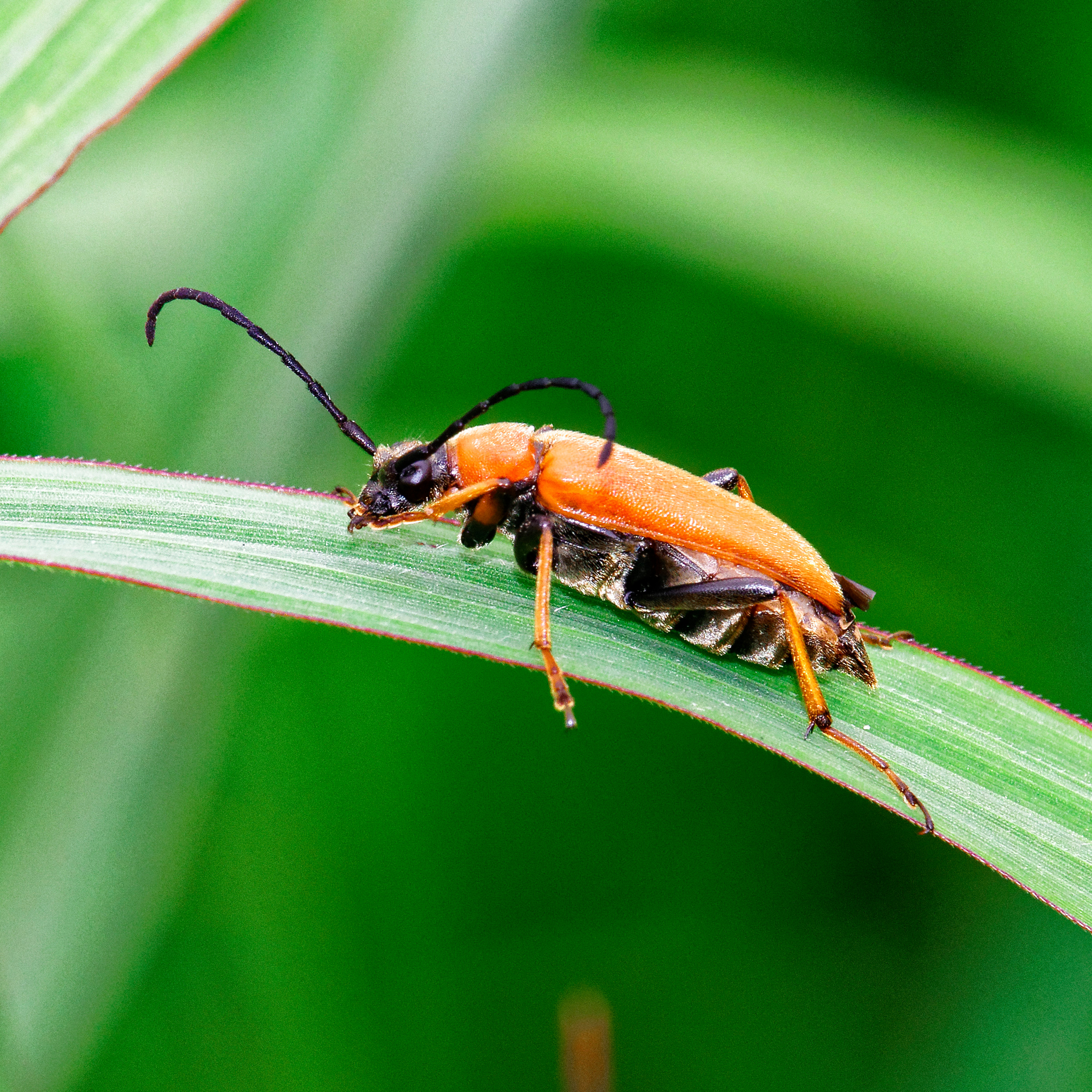 Насекомые МАКРО. Фотограф Владимир Роля