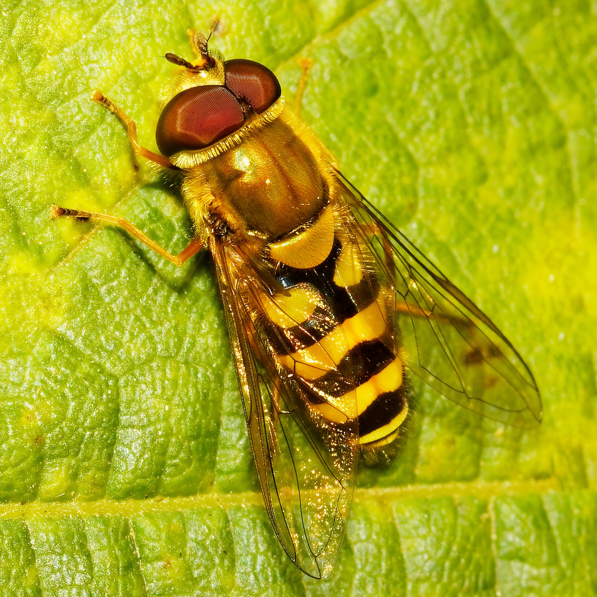 Насекомые МАКРО. Фотограф Владимир Роля