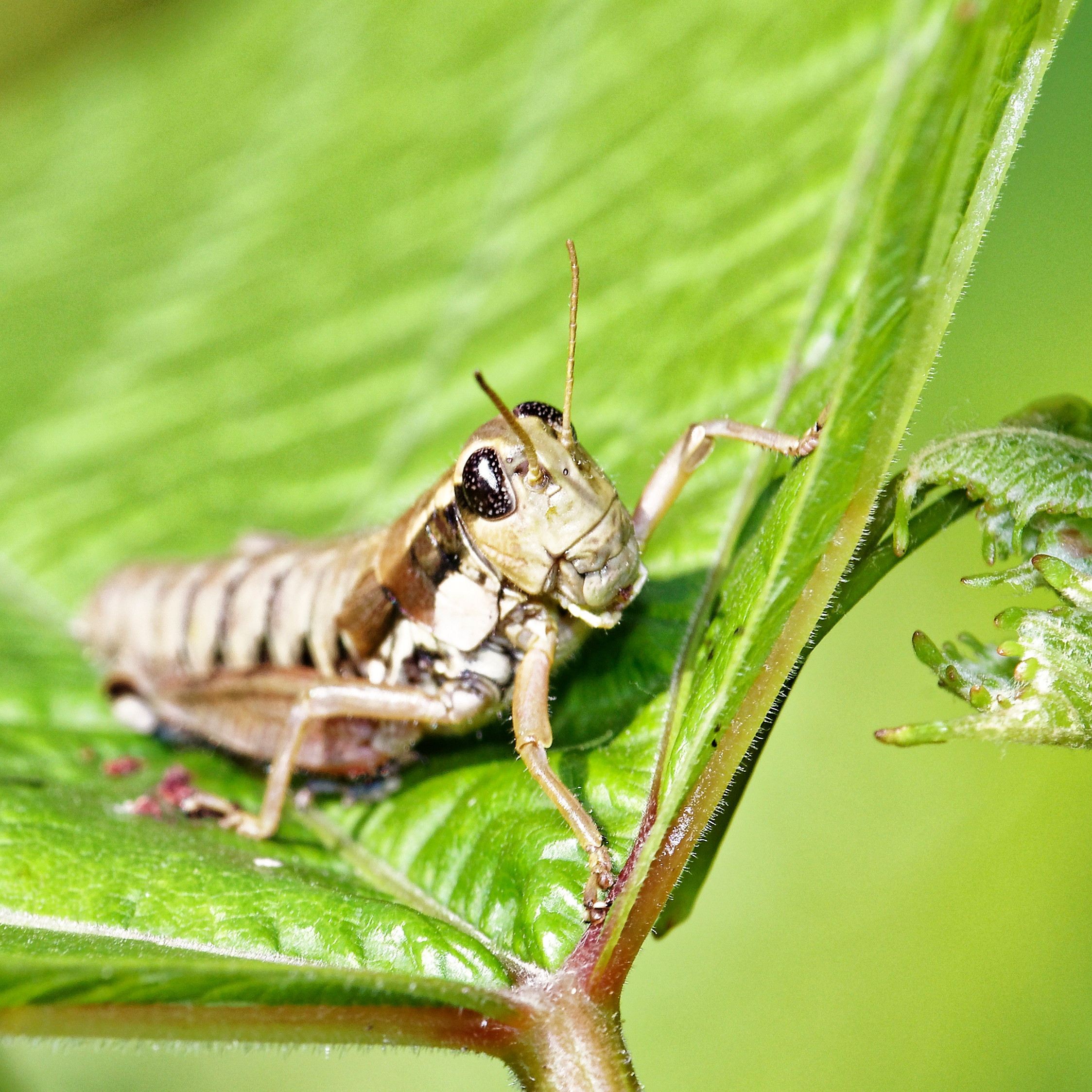 Насекомые МАКРО. Фотограф Владимир Роля