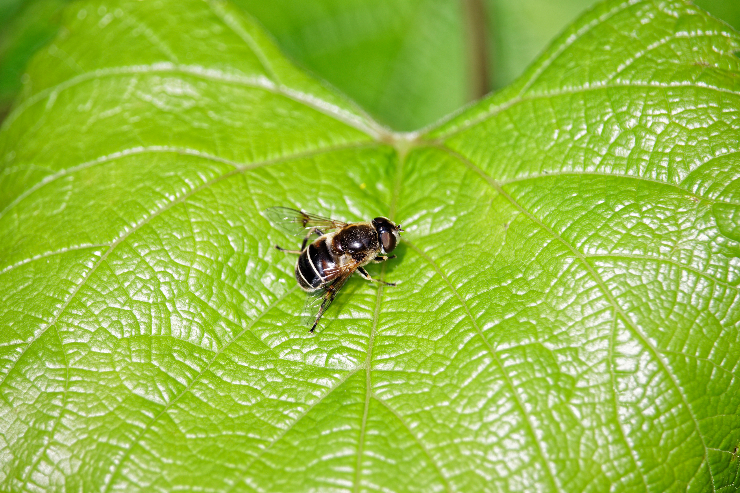 Насекомые МАКРО. Фотограф Владимир Роля