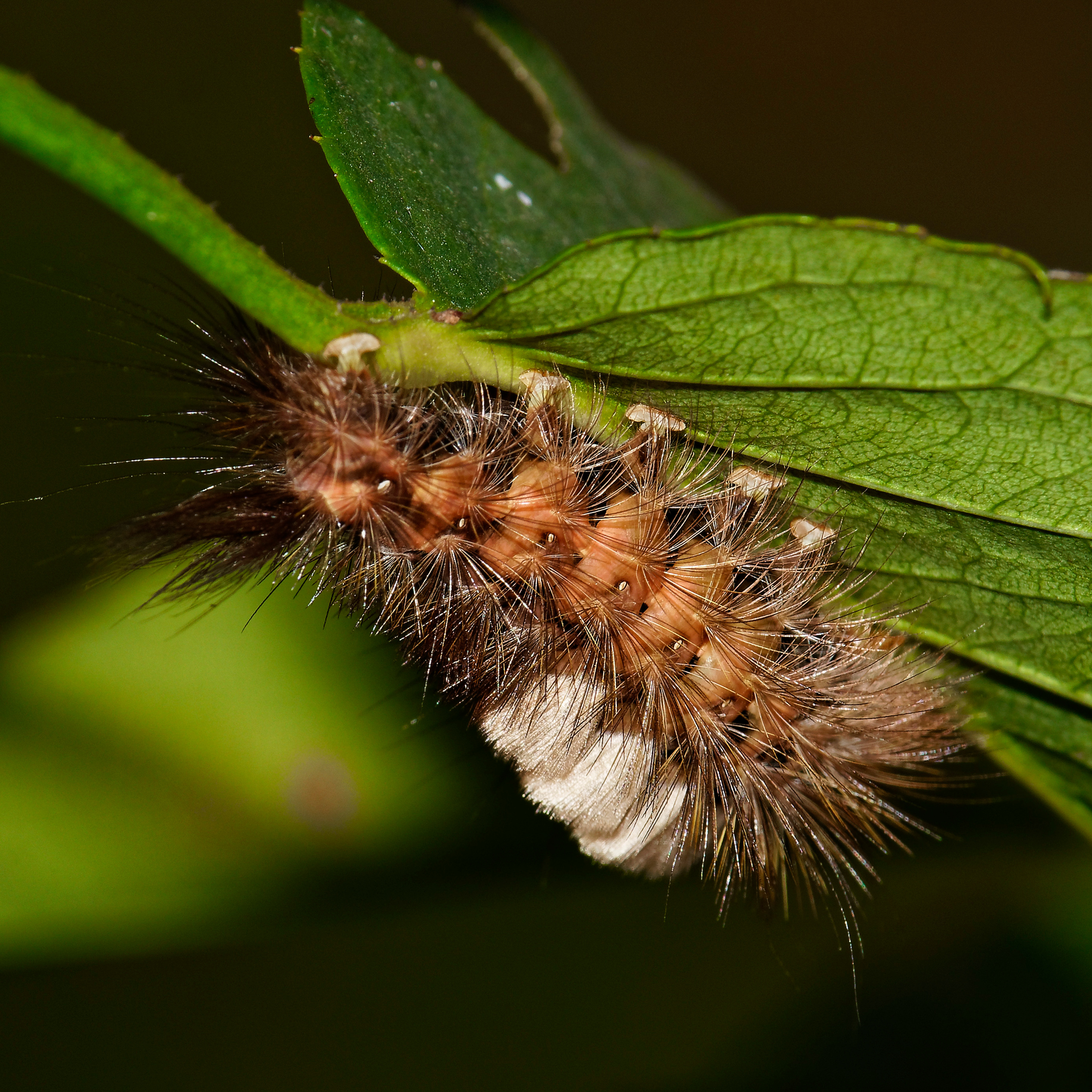 Насекомые МАКРО. Фотограф Владимир Роля