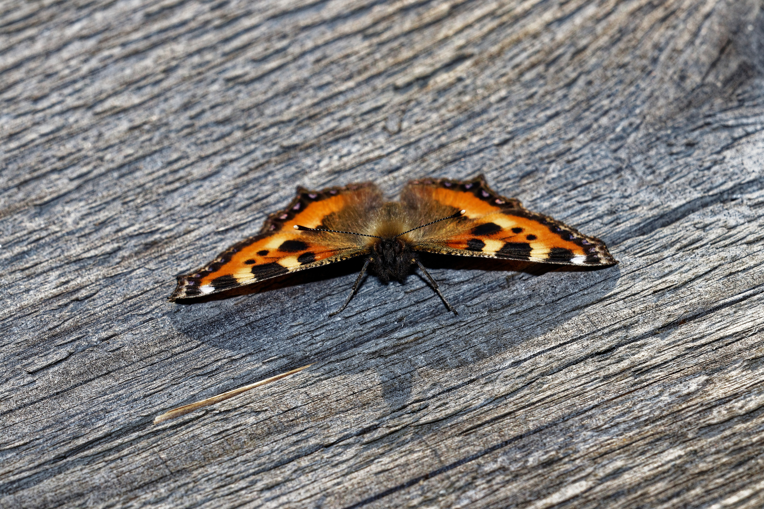 Насекомые МАКРО. Фотограф Владимир Роля