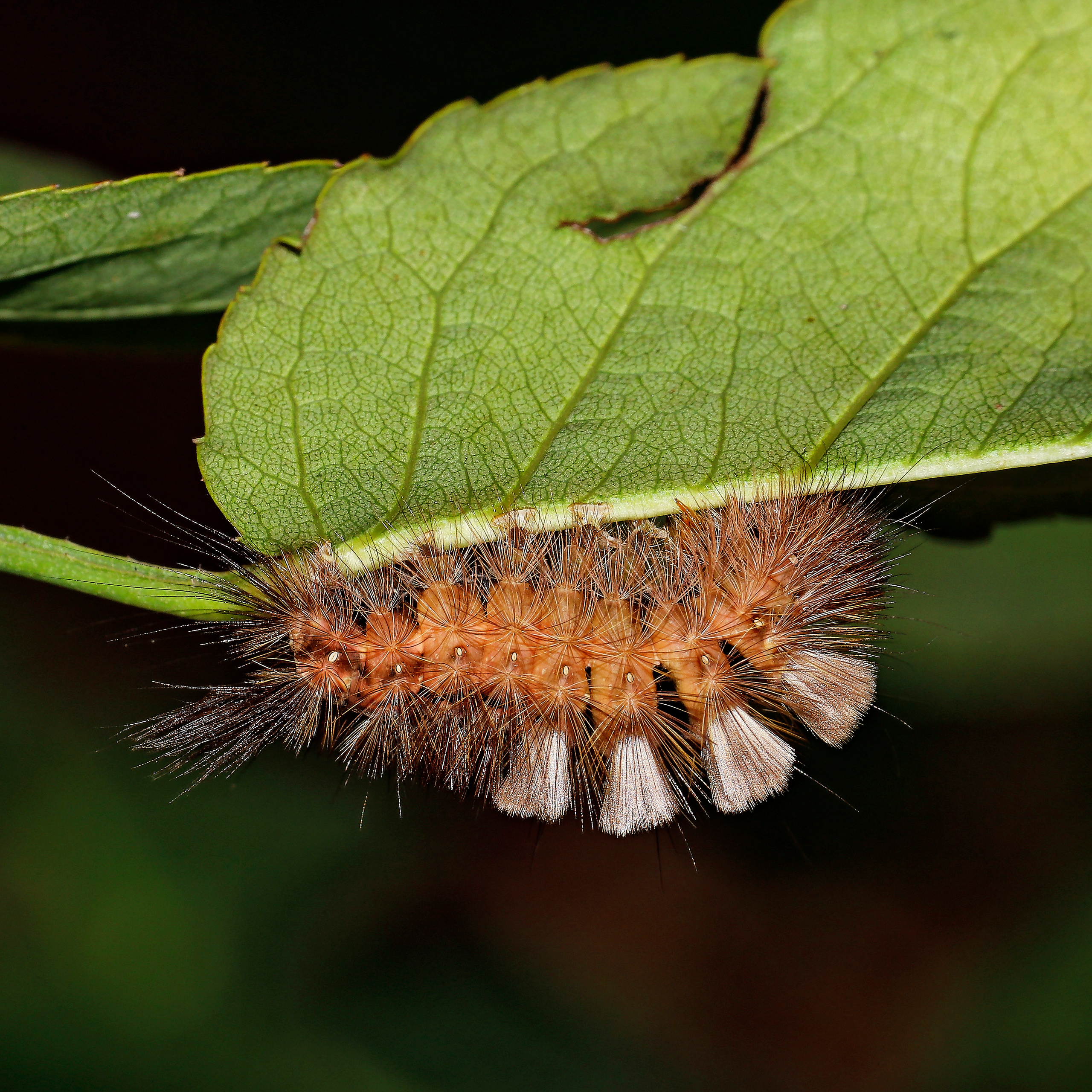 Насекомые МАКРО. Фотограф Владимир Роля