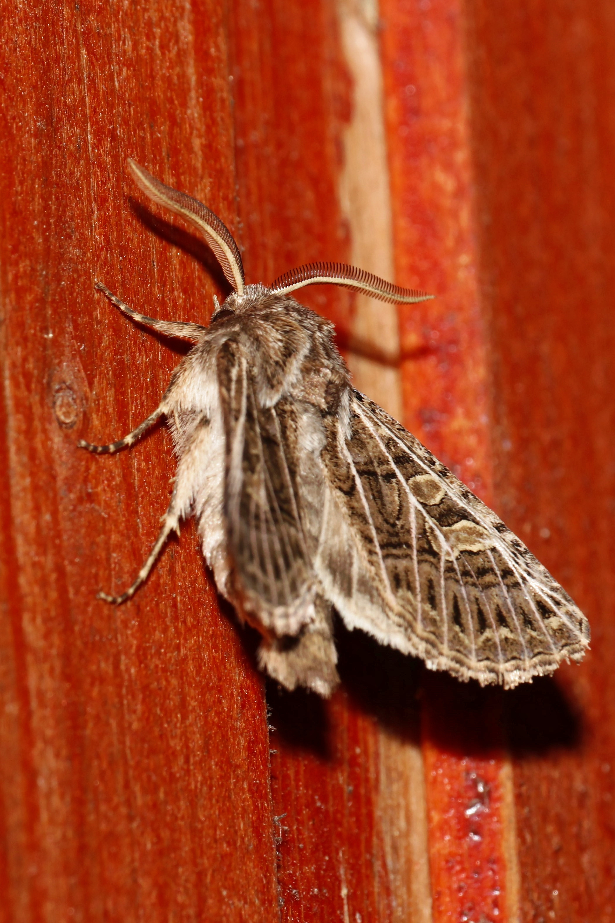 Насекомые МАКРО. Фотограф Владимир Роля