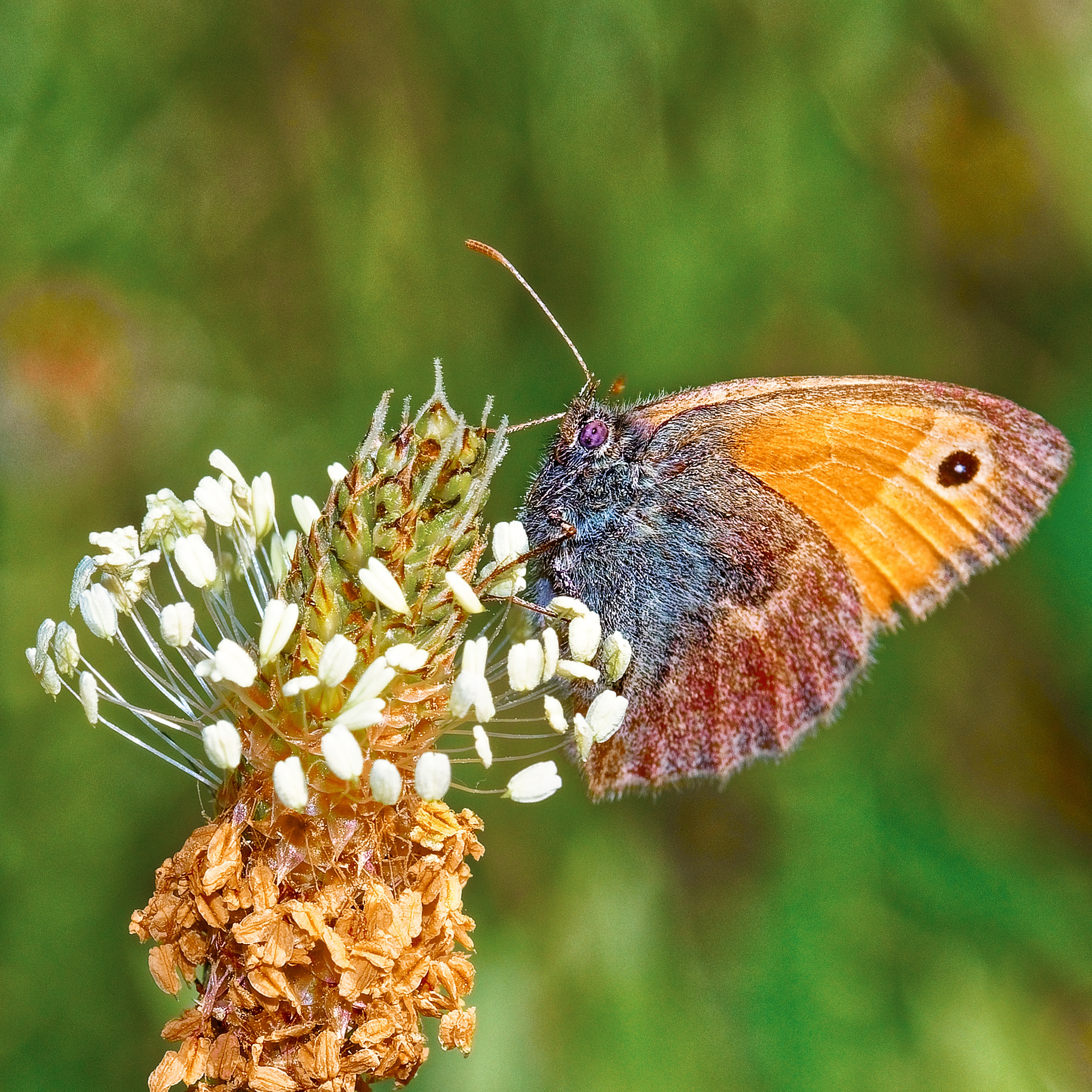 Насекомые МАКРО. Фотограф Владимир Роля