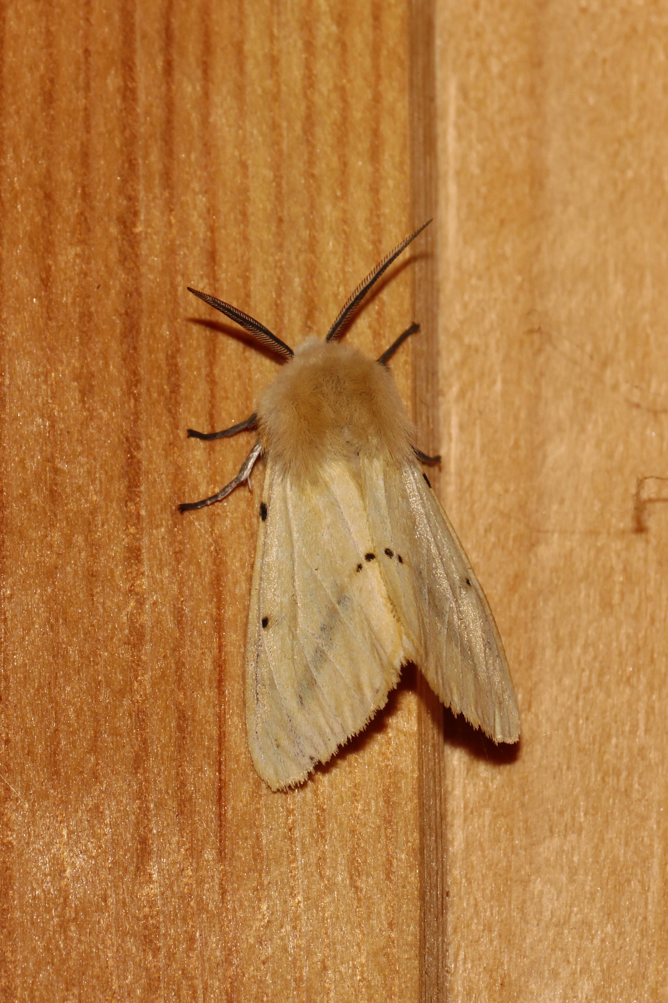 Насекомые МАКРО. Фотограф Владимир Роля