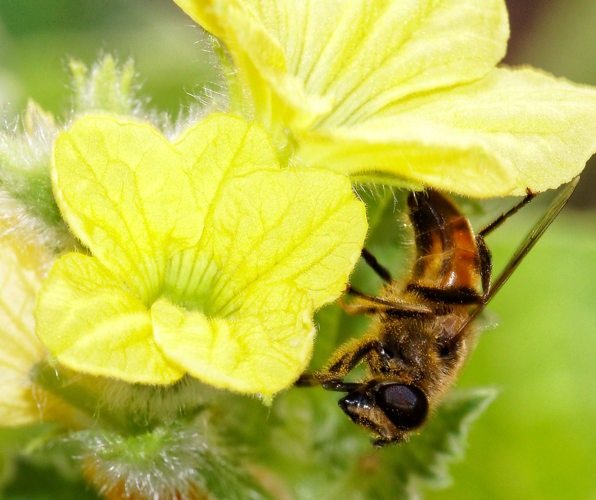 Насекомые МАКРО. Фотограф Владимир Роля