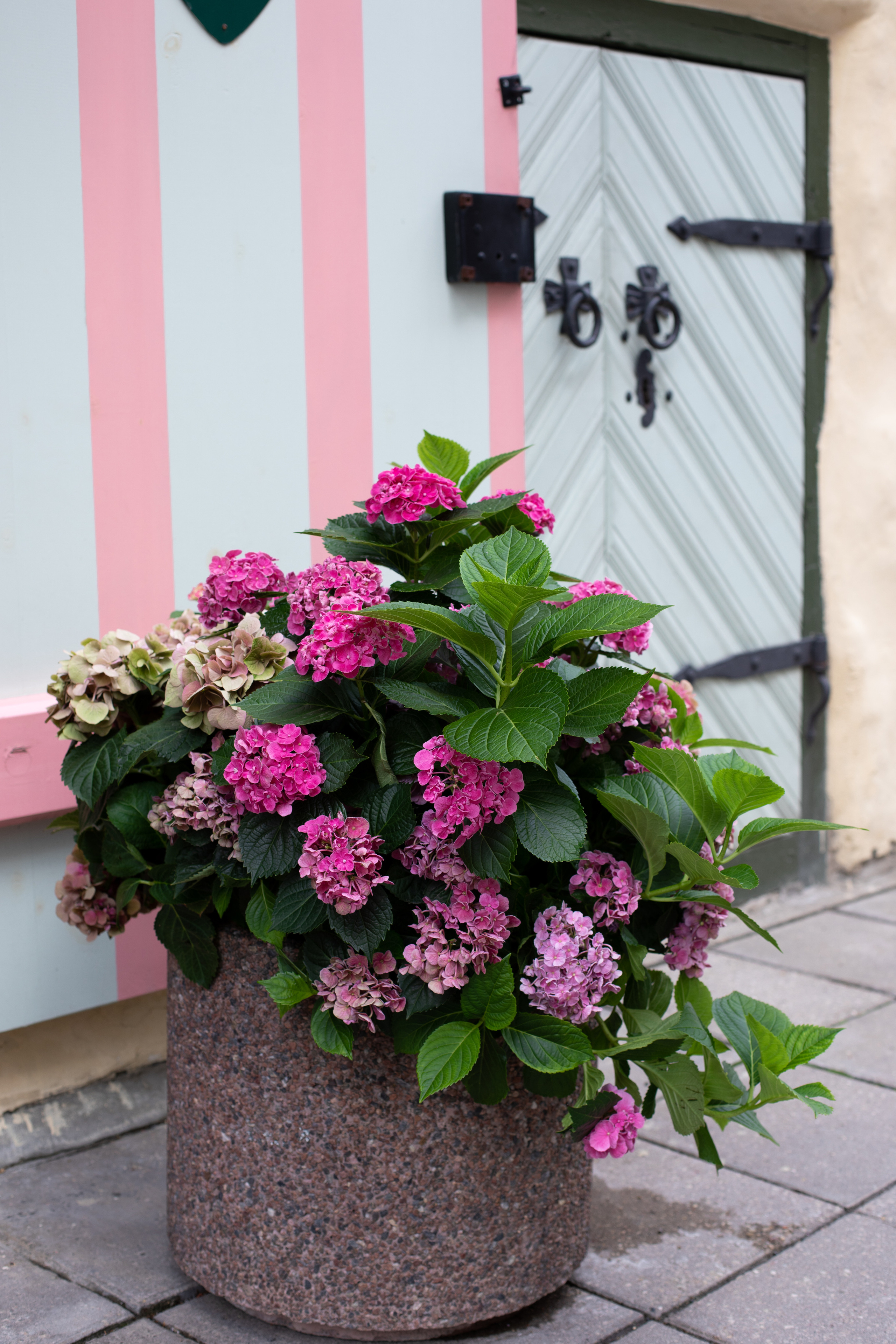 Estonia, Old Town. Воройская Анна