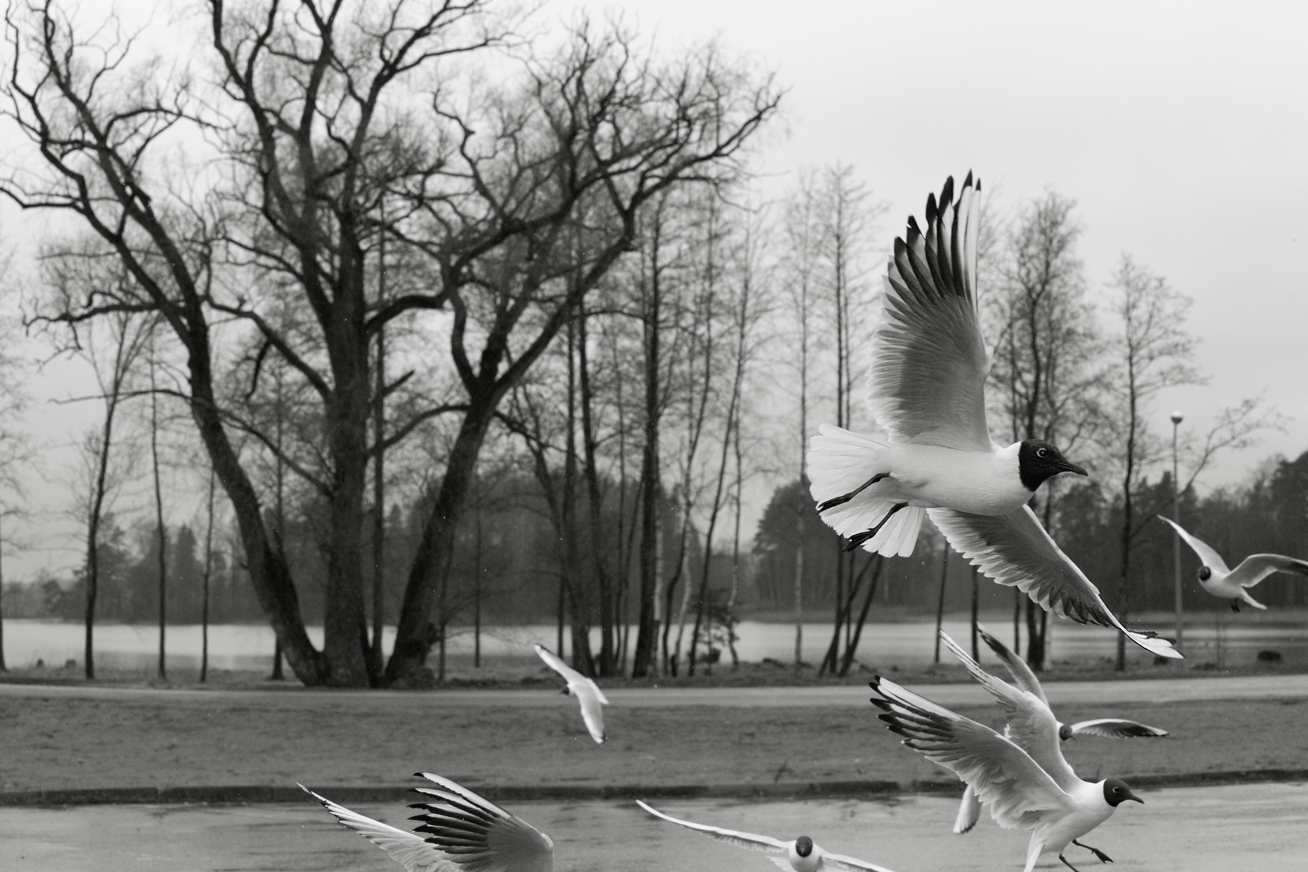 Birds & Animals. Воройская Анна