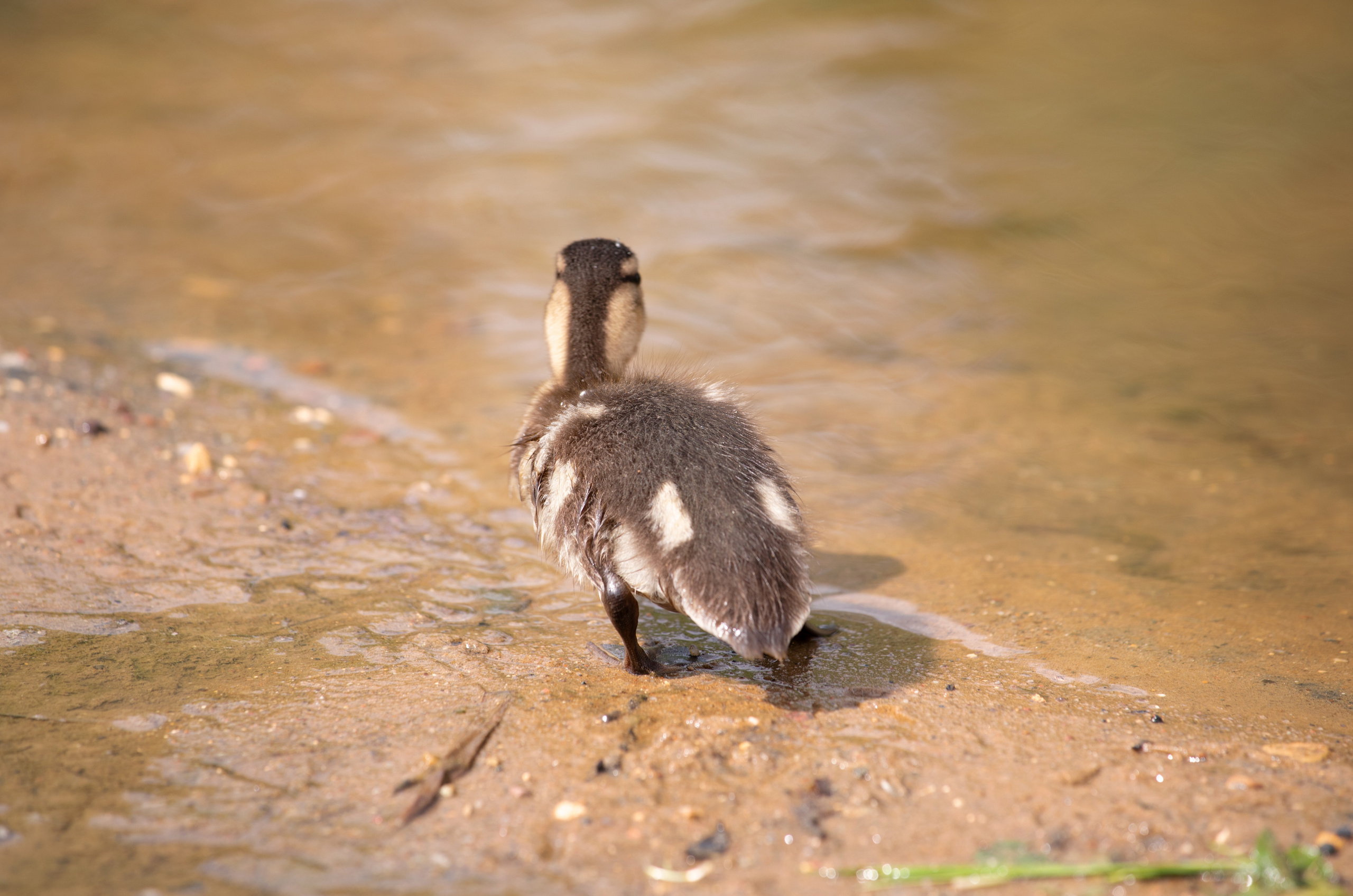 Birds & Animals. Воройская Анна