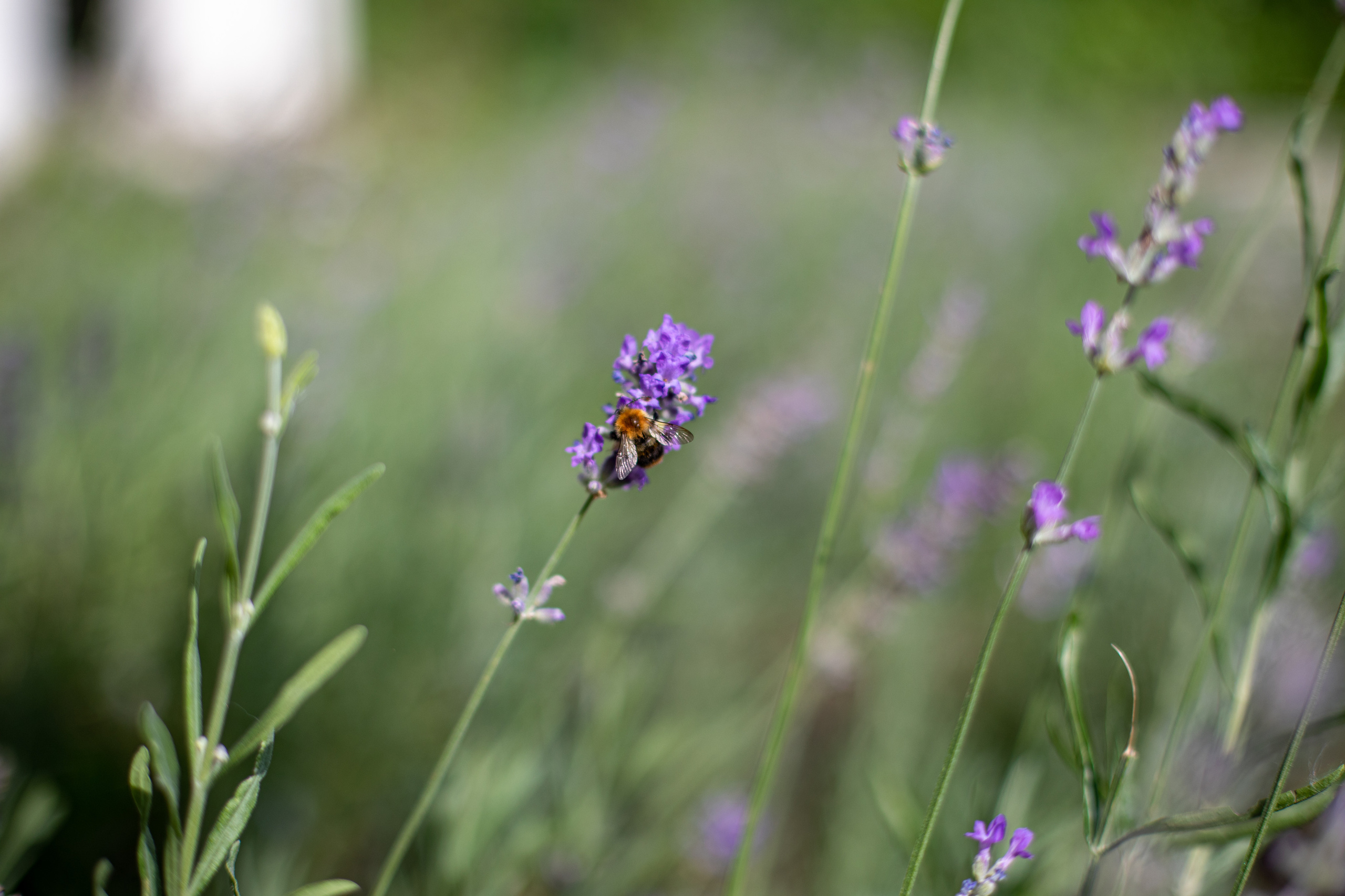Daria. Воройская Анна