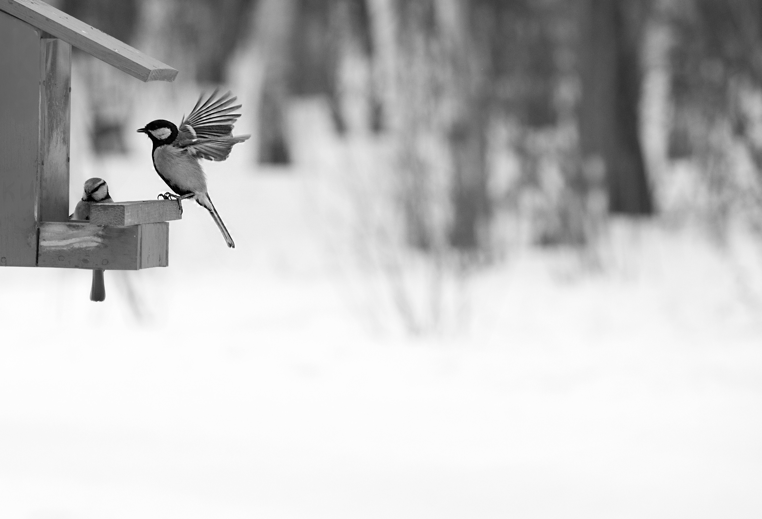 Birds & Animals. Воройская Анна