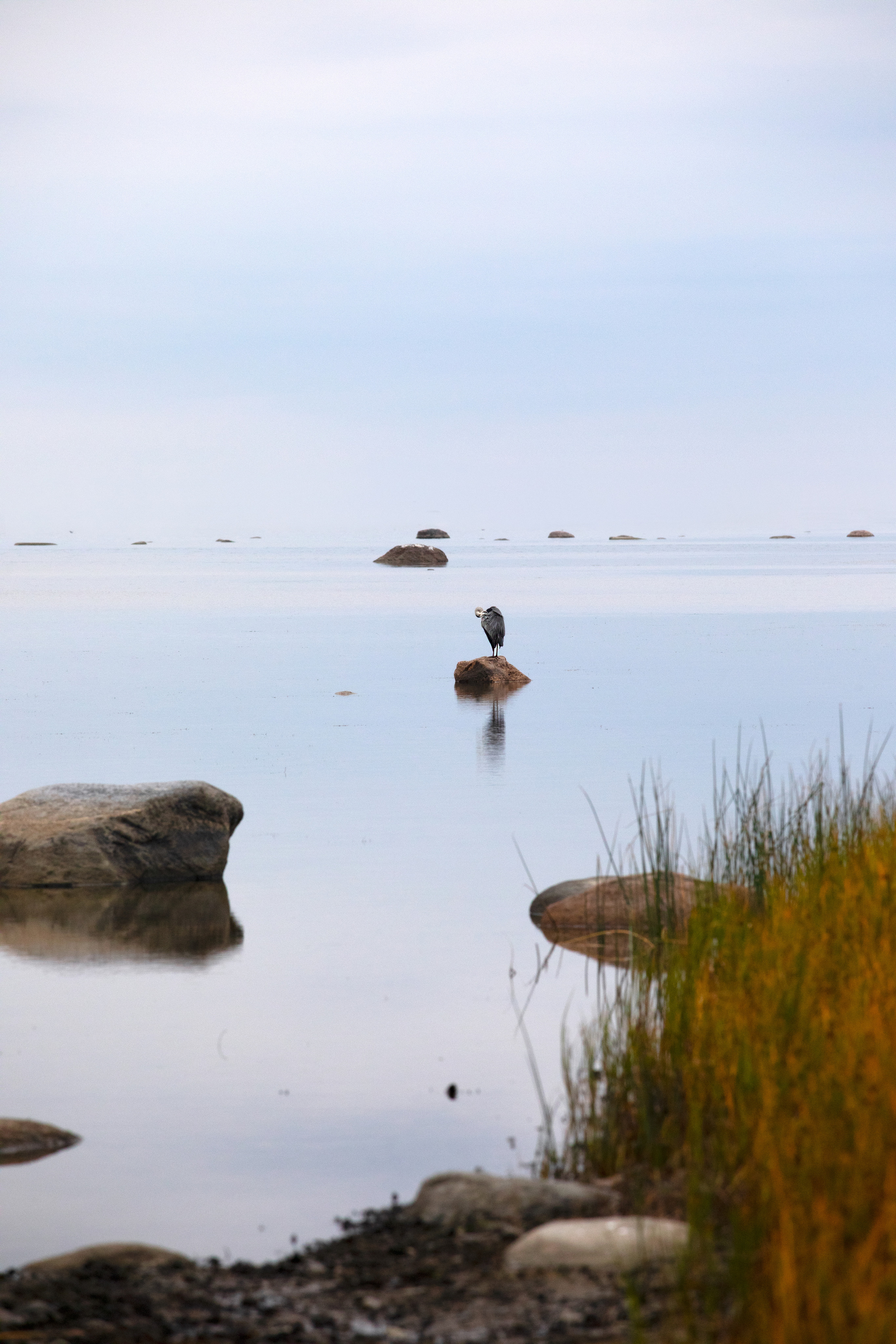 Birds & Animals. Воройская Анна